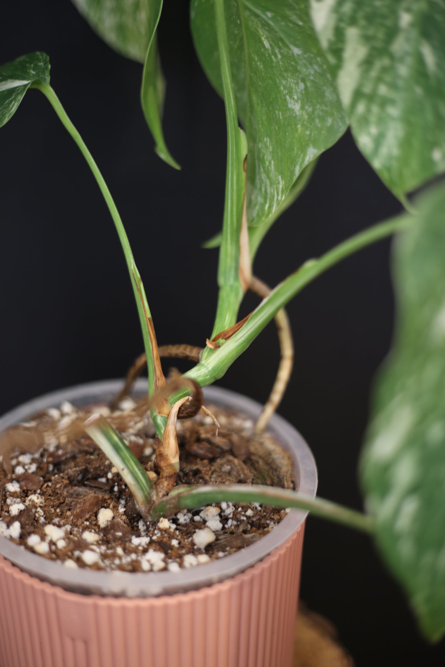 Growing - Monstera Deliciosa Albo Variegata - Speckled Variegation - 3 Leaves - Rooted Established Plant UK