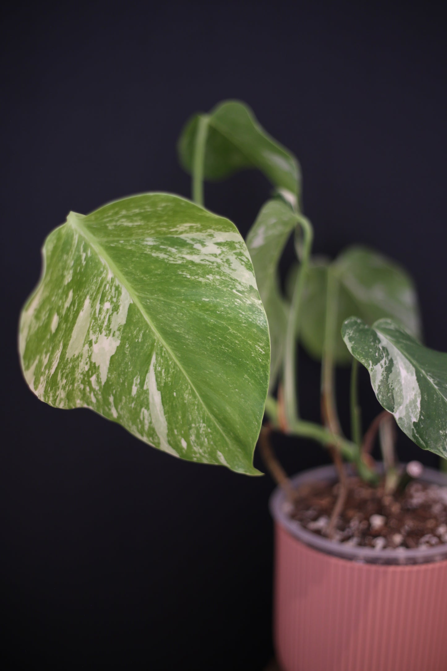 Growing - Monstera Deliciosa Albo Variegata - Speckled Variegation - 3 Leaves - Rooted Established Plant UK