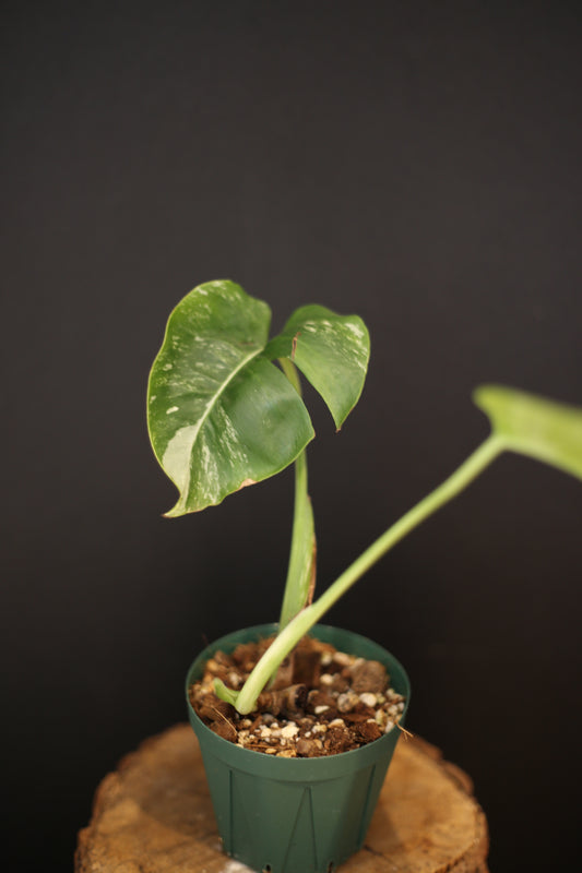 Monstera Albo Variegata - Half-moon Pattern - Rooted Potted Plant UK