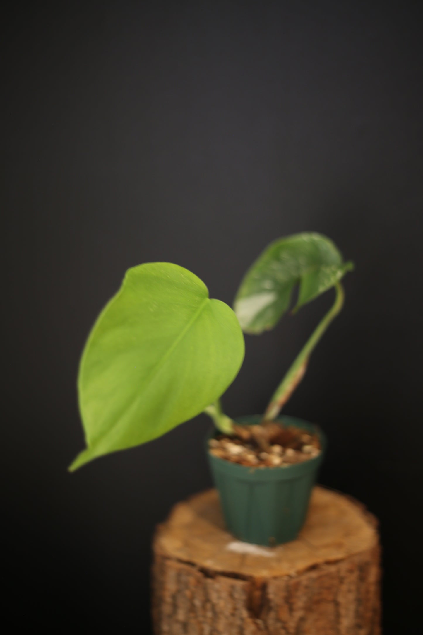 Monstera Albo Variegata - Half-moon Pattern - Rooted Potted Plant UK