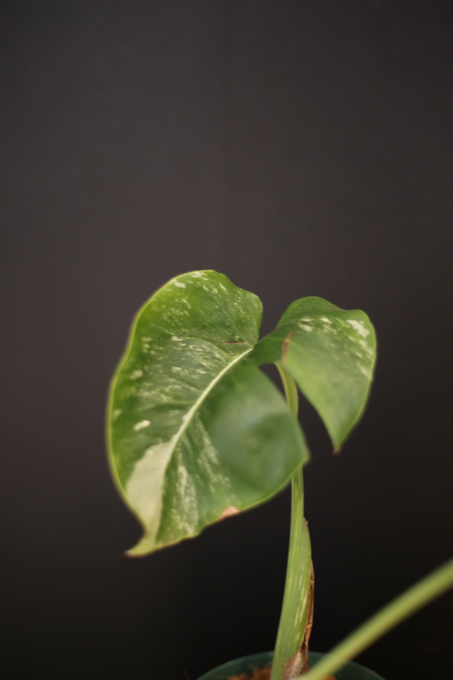 Monstera Albo Variegata - Half-moon Pattern - Rooted Potted Plant UK