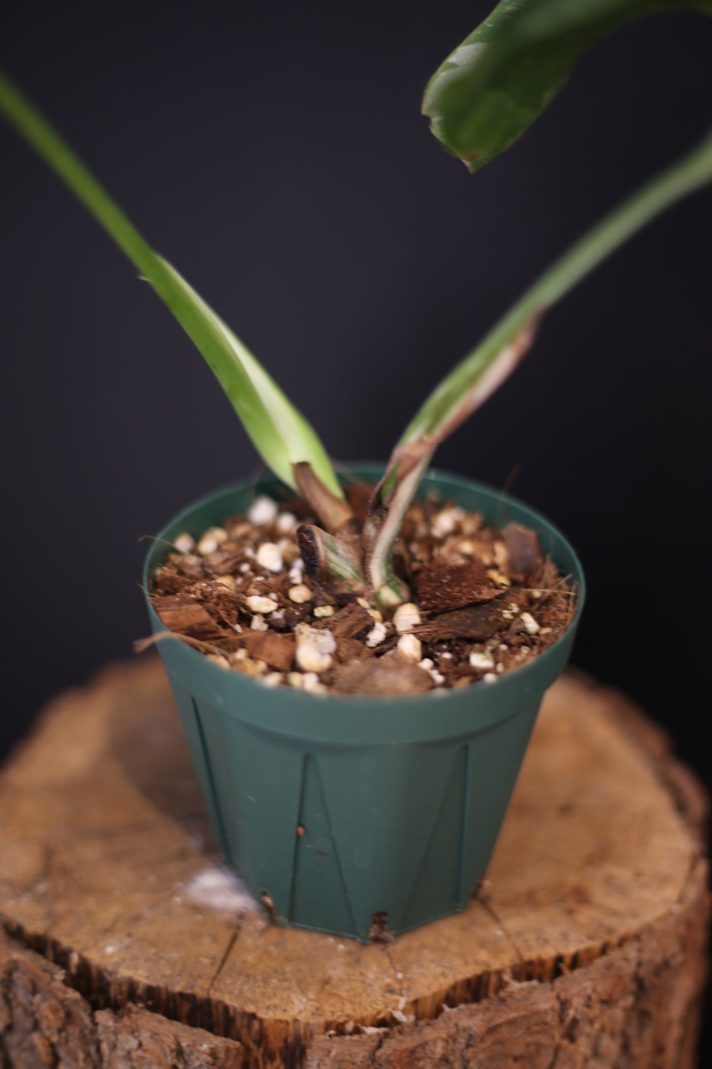 Monstera Albo Variegata - Half-moon Pattern - Rooted Potted Plant UK