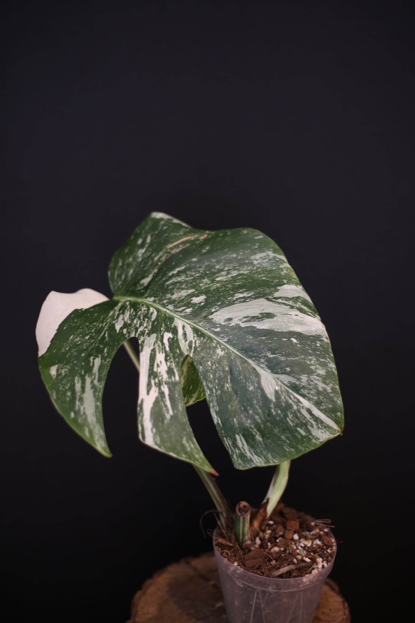 Monstera Albo Variegata - Speckled Pattern - Rooted Potted Plant UK