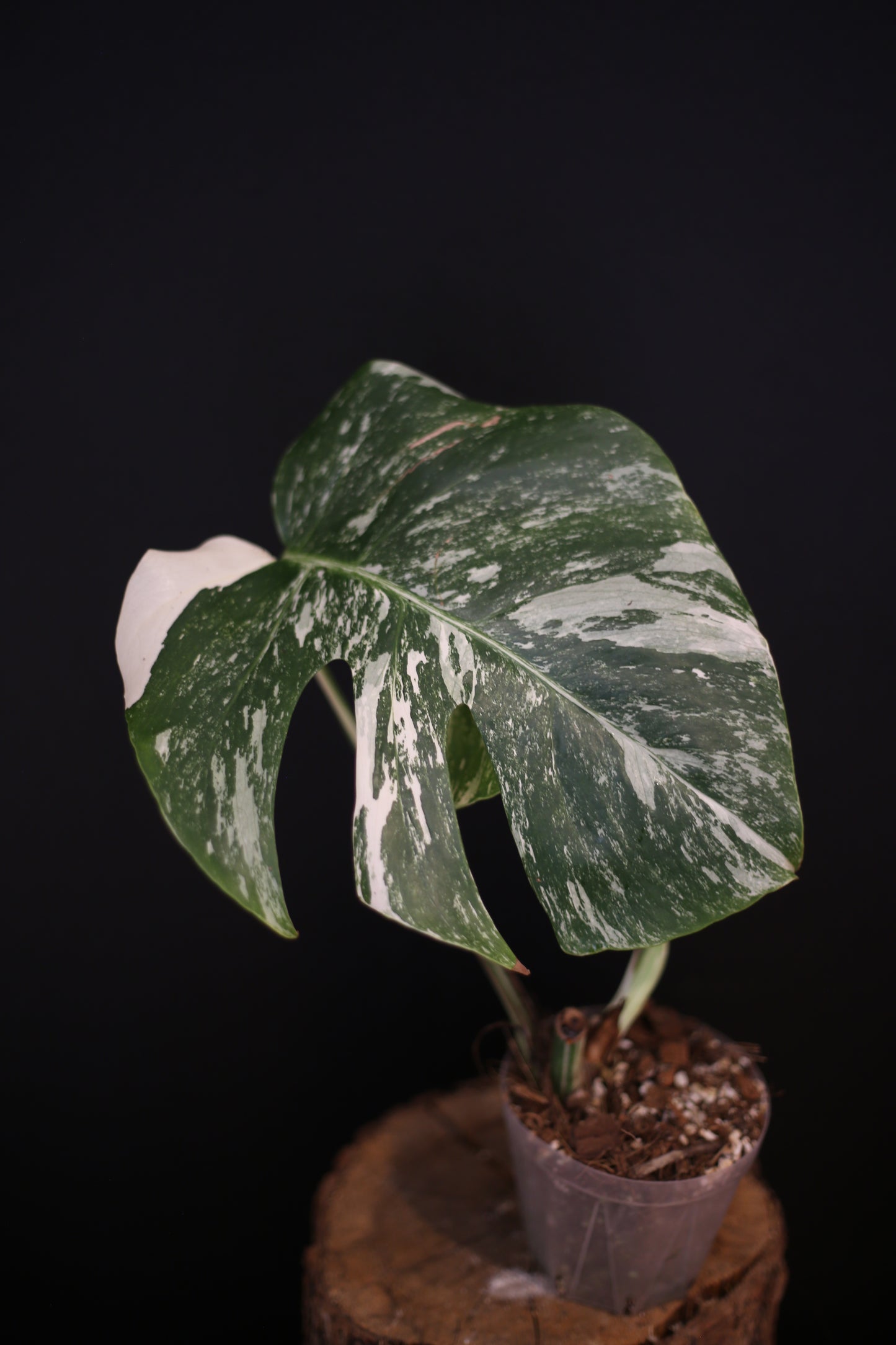 Monstera Albo Variegata - Speckled Pattern - Rooted Potted Plant UK