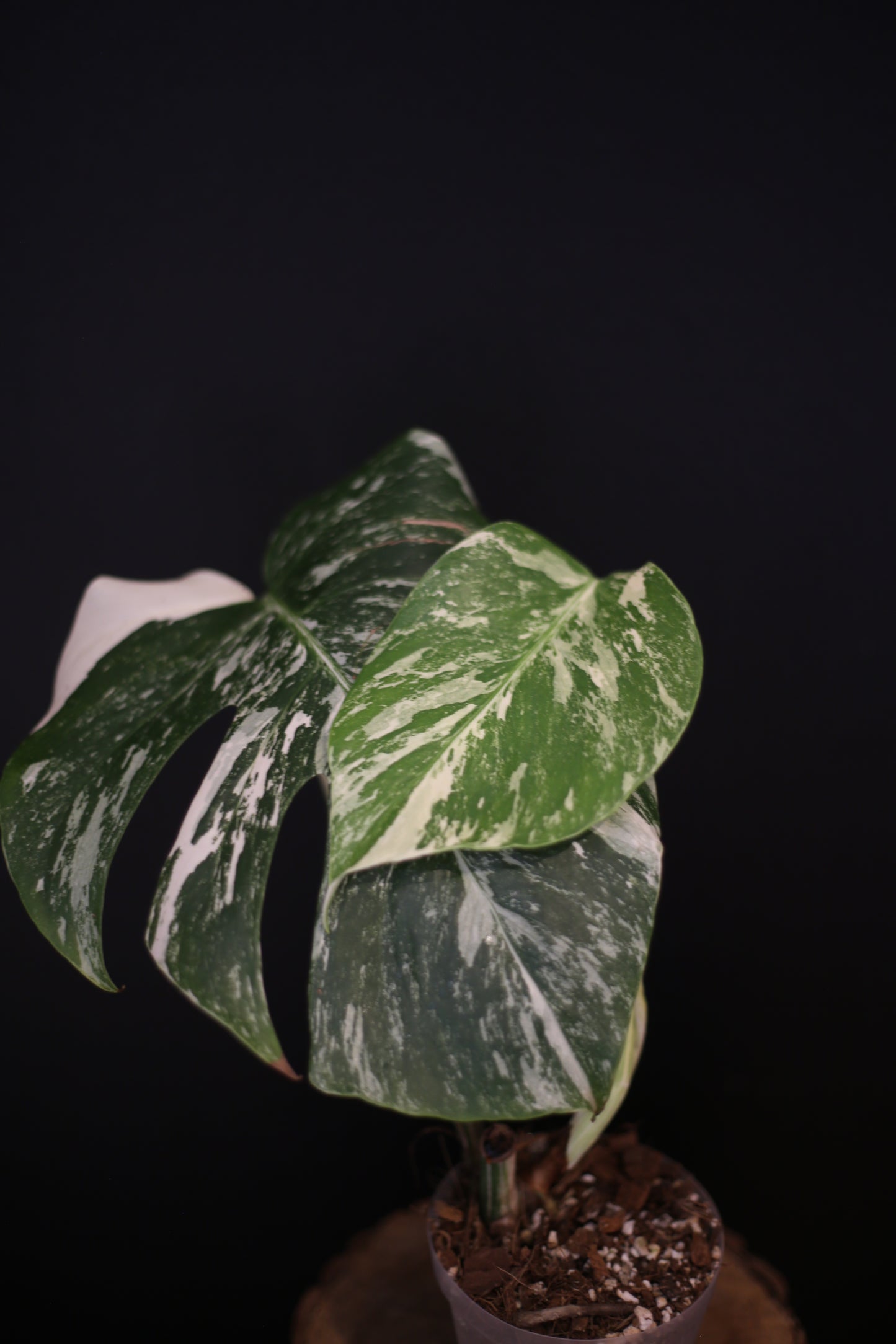 Monstera Albo Variegata - Speckled Pattern - Rooted Potted Plant UK