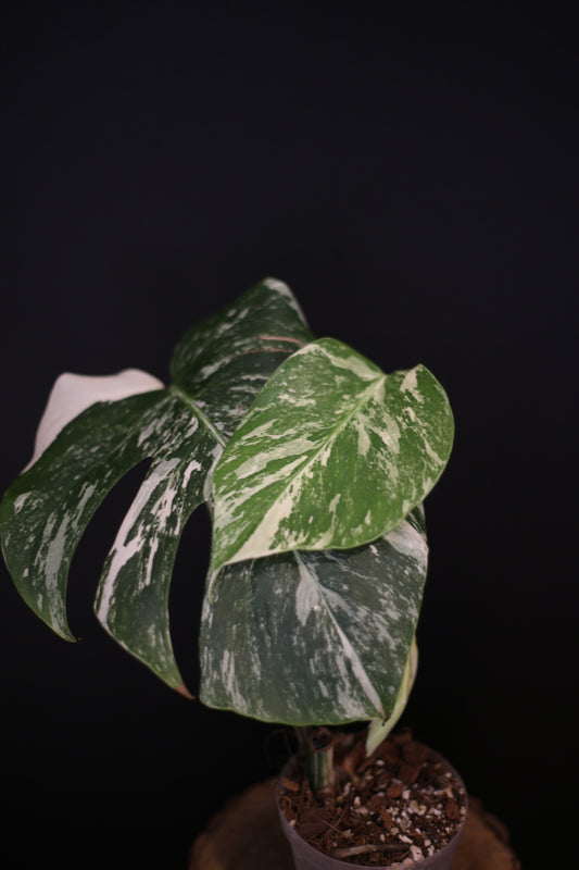 Monstera Albo Variegata - Speckled Pattern - Rooted Potted Plant UK