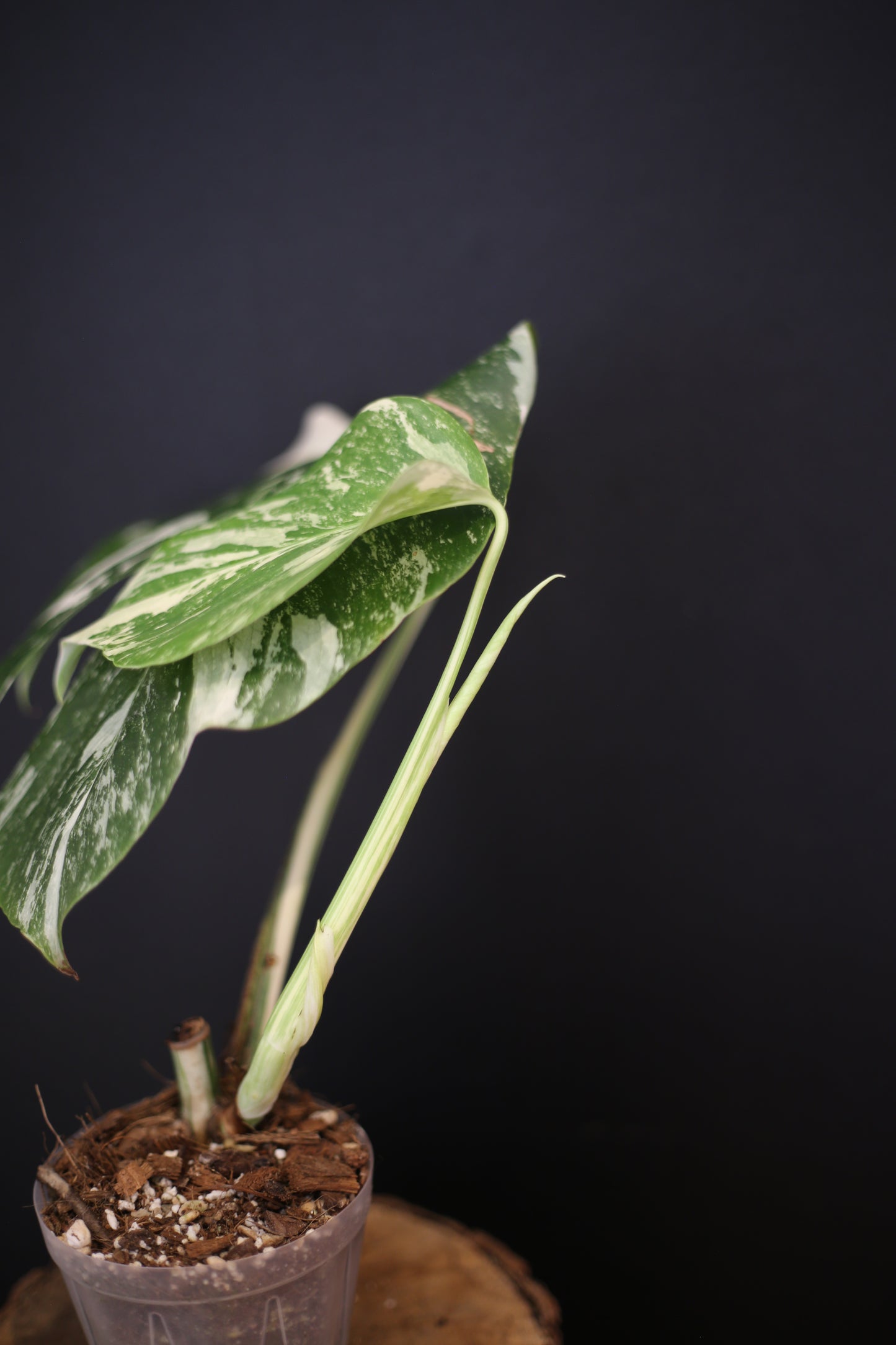 Monstera Albo Variegata - Speckled Pattern - Rooted Potted Plant UK