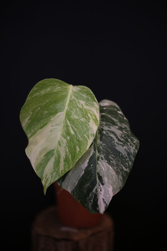 Growing - Monstera Deliciosa Albo Variegata - Rooted Established Plant - Rare Variegated Aroid UK