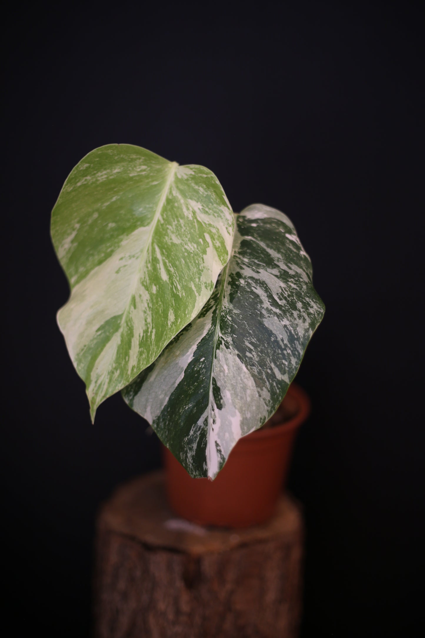 Growing - Monstera Deliciosa Albo Variegata - Rooted Established Plant - Rare Variegated Aroid UK