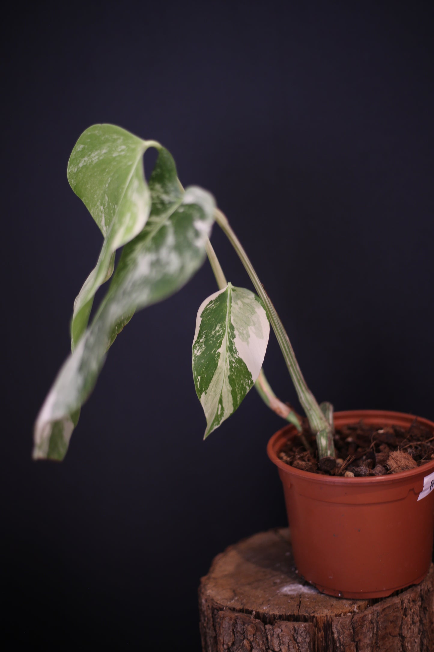 Growing - Monstera Deliciosa Albo Variegata - Rooted Established Plant - Rare Variegated Aroid UK