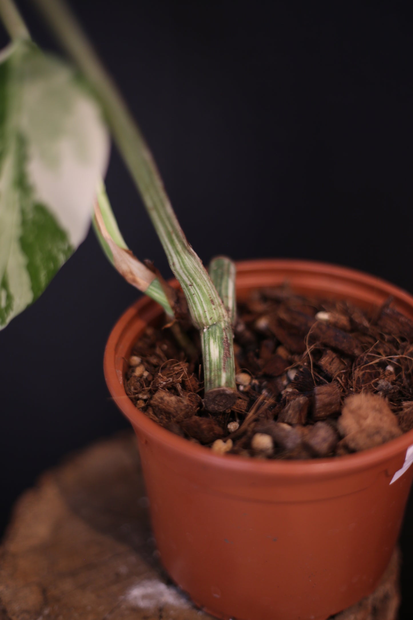 Growing - Monstera Deliciosa Albo Variegata - Rooted Established Plant - Rare Variegated Aroid UK