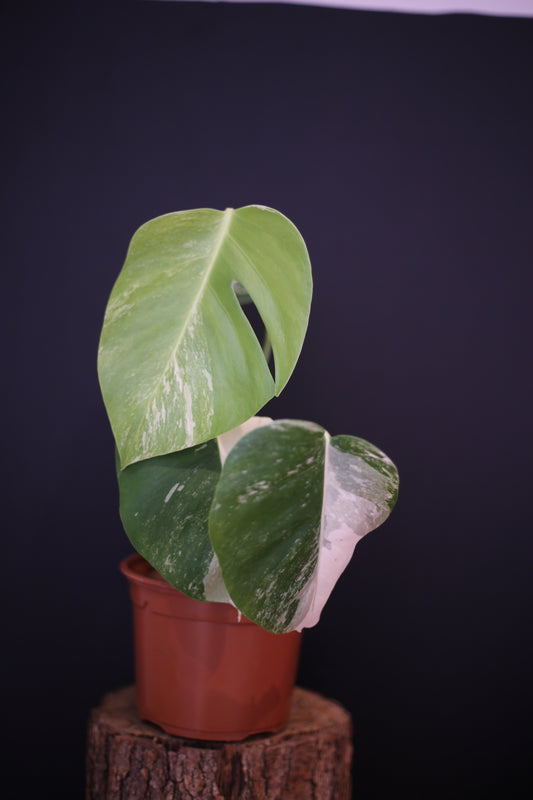 Monstera Deliciosa Albo Variegata - 3 Leaves - Rooted Established Plant - Rare Variegated Aroid UK