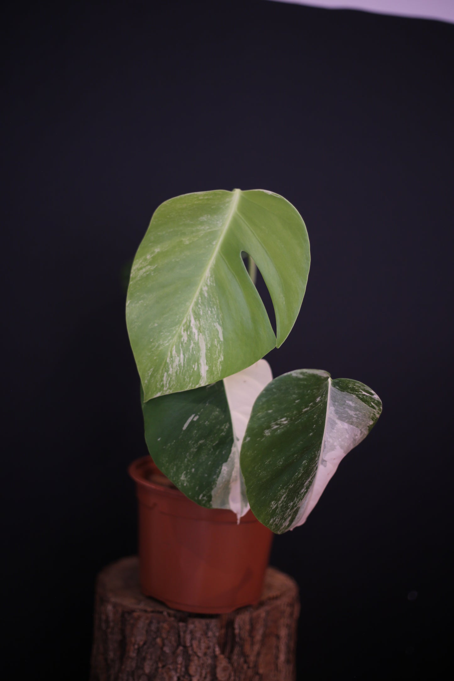 Monstera Deliciosa Albo Variegata - 3 Leaves - Rooted Established Plant - Rare Variegated Aroid UK