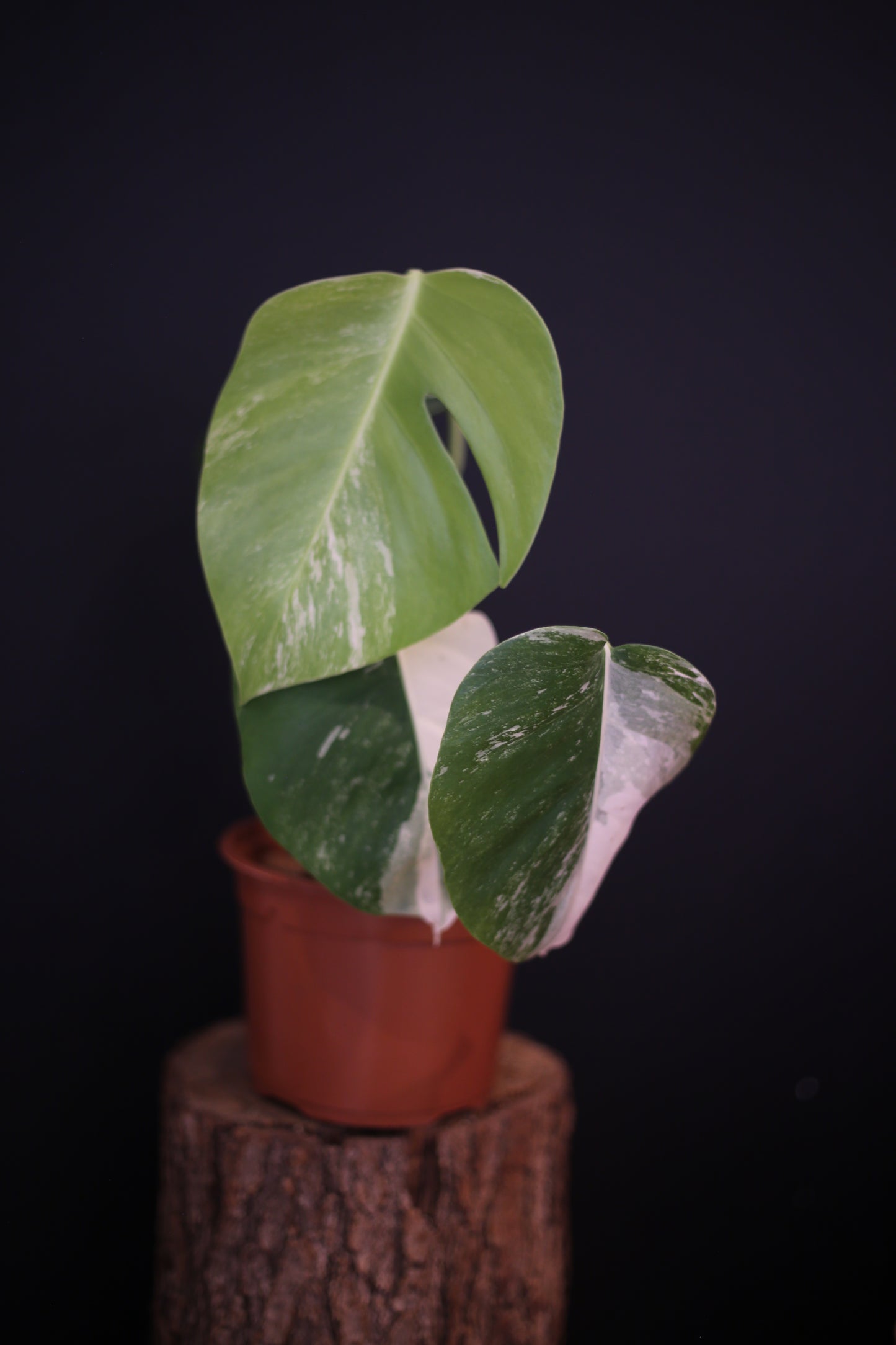 Monstera Deliciosa Albo Variegata - 3 Leaves - Rooted Established Plant - Rare Variegated Aroid UK