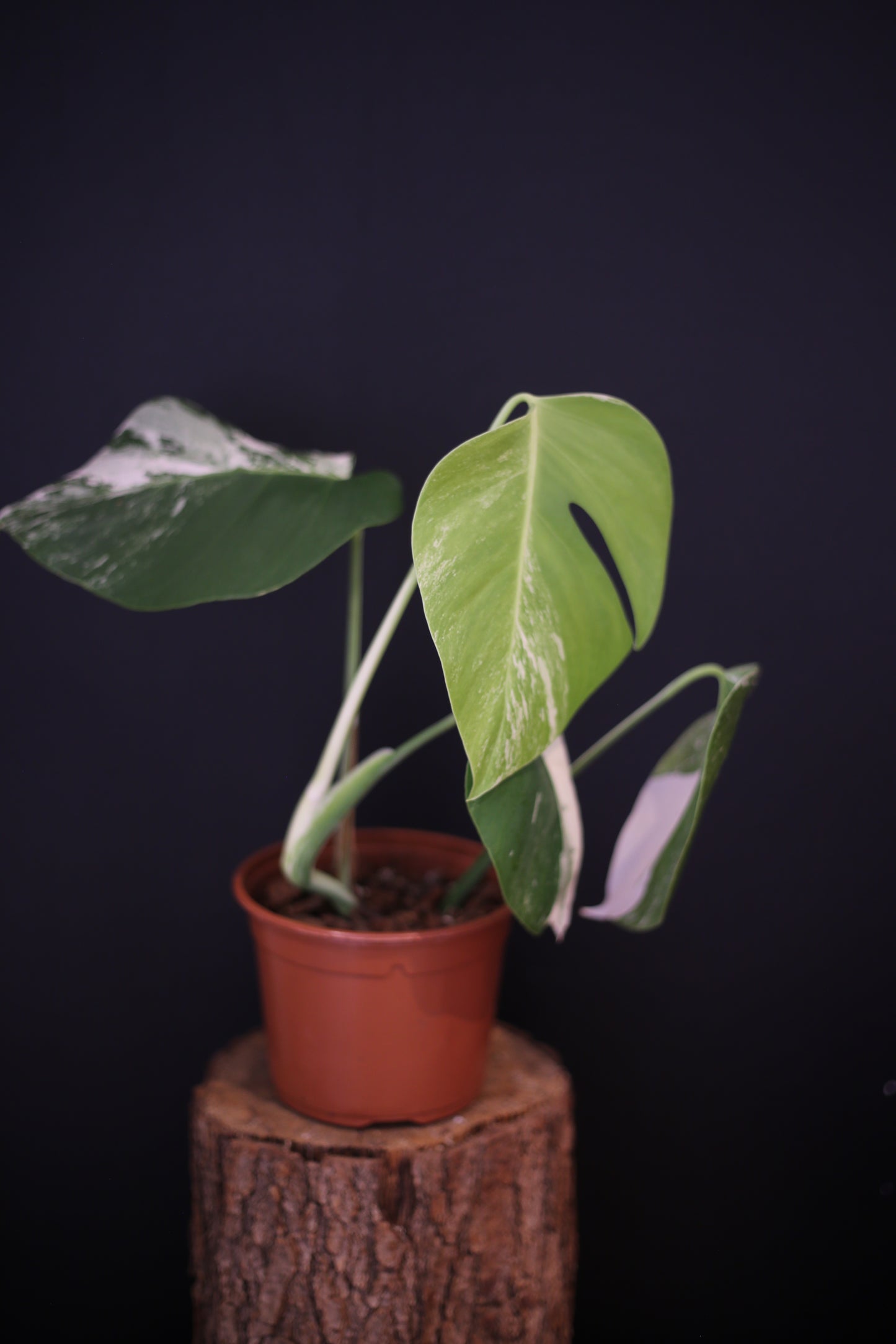 Growing - Monstera Deliciosa Albo Variegata - Speckled Variegation - 3 Leaves - Rooted Established Plant UK
