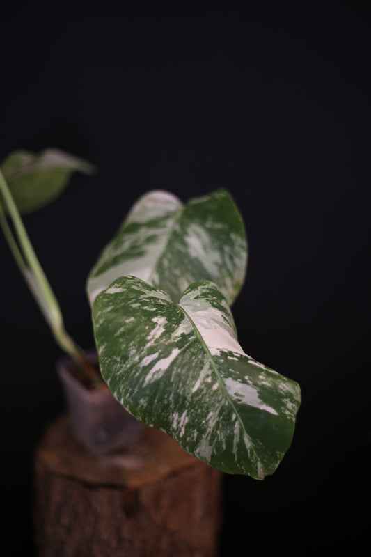 Growing - Monstera Deliciosa Albo Variegata - Heavy Variegation - New Leaf Unfurling - Rooted Plant UK