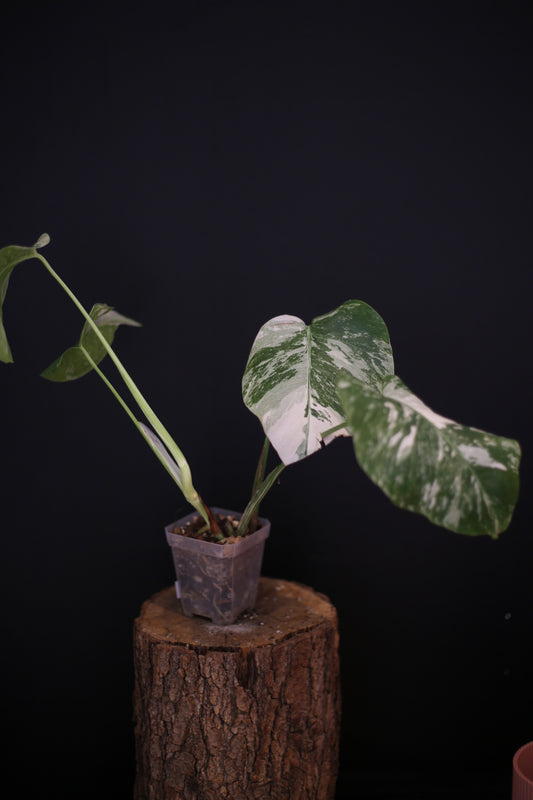 Growing - Monstera Deliciosa Albo Variegata - Heavy Variegation - New Leaf Unfurling - Rooted Plant UK