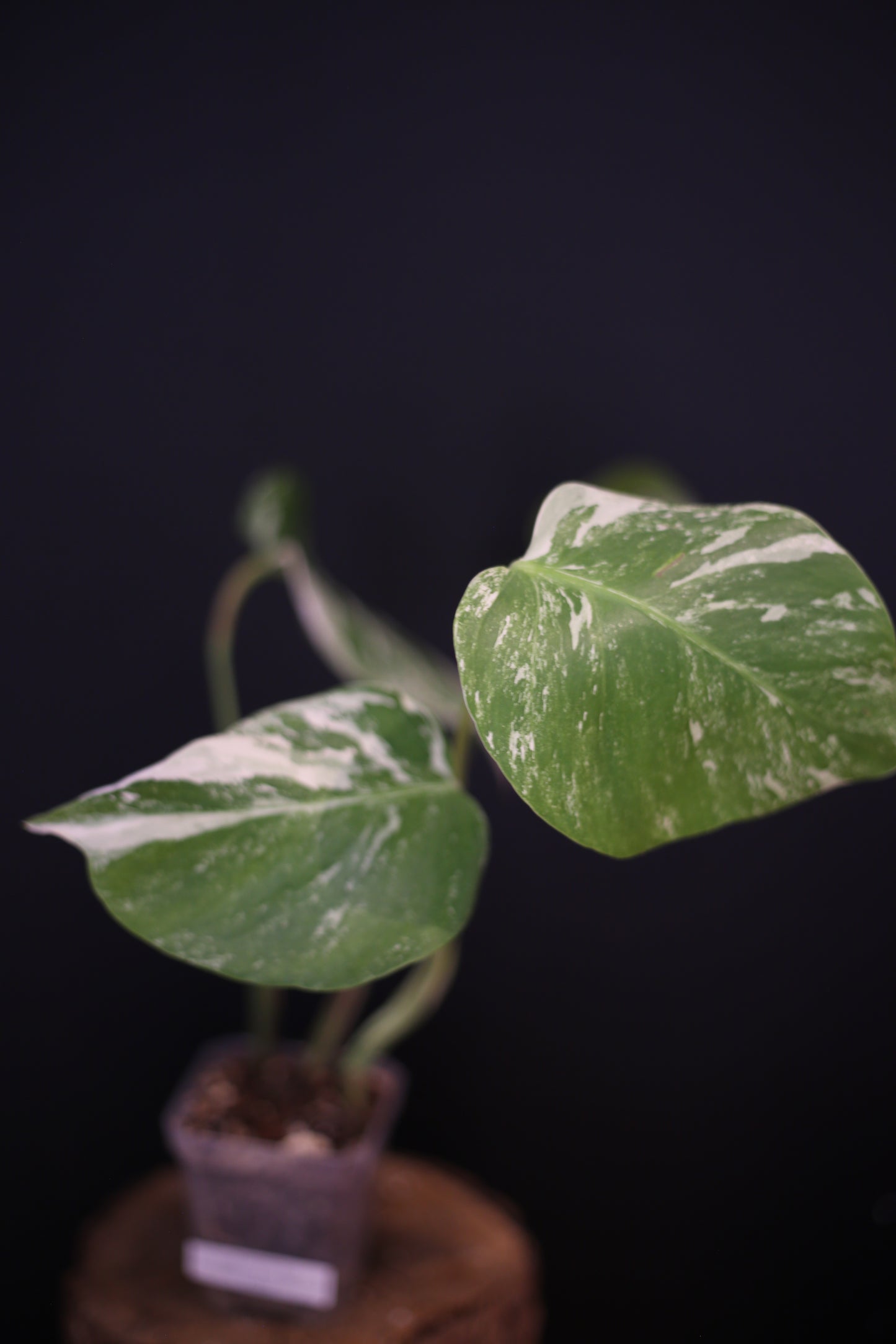 Growing - Monstera Deliciosa Albo Variegata - Heavy Variegation - New Leaf Unfurling - Rooted Plant UK