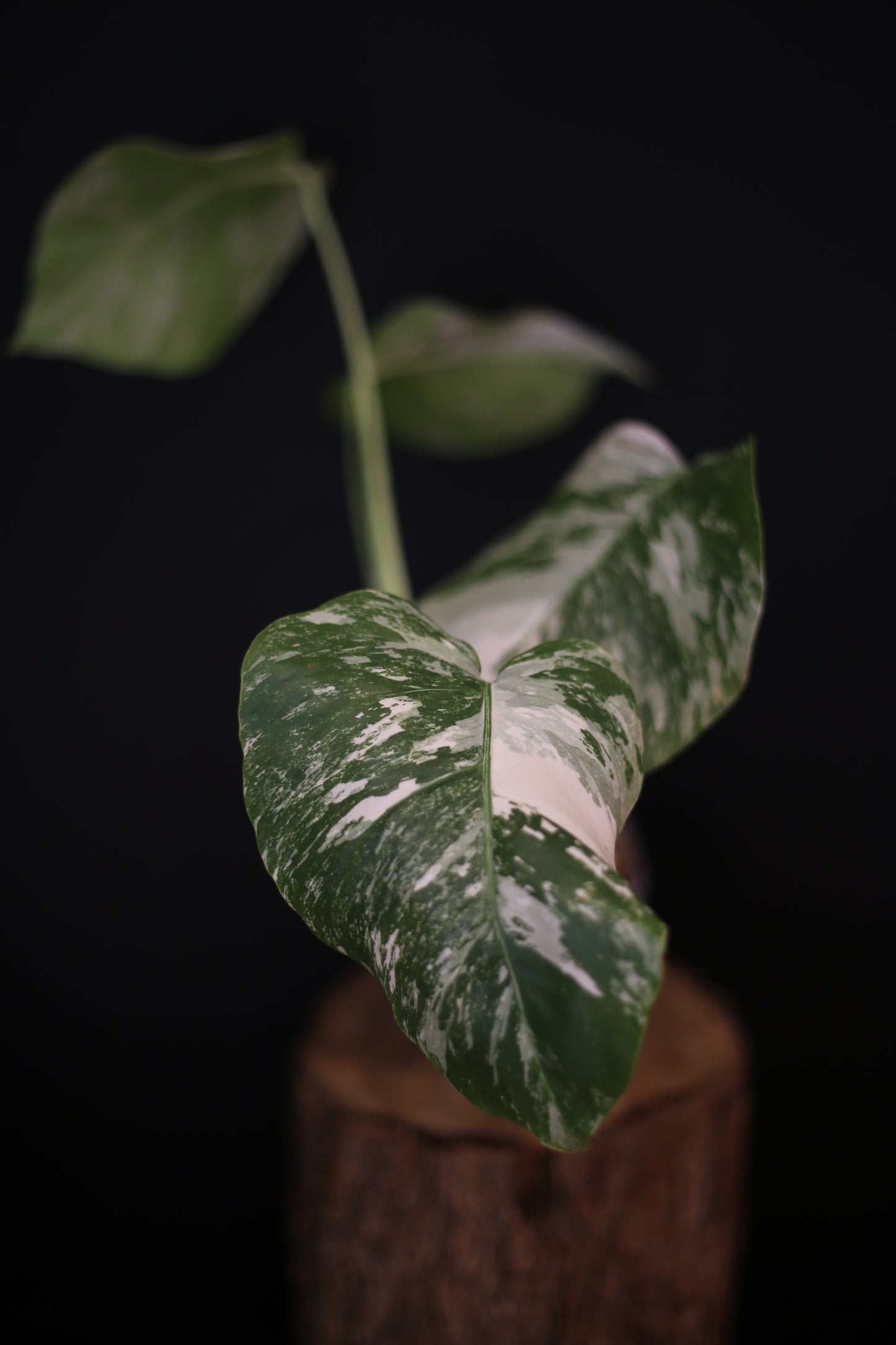 Growing - Monstera Deliciosa Albo Variegata - Heavy Variegation - New Leaf Unfurling - Rooted Plant UK