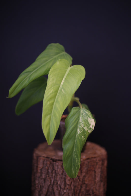 Philodendron Domesticum Variegated - Rooted Established Plant - Rare Aroid UK