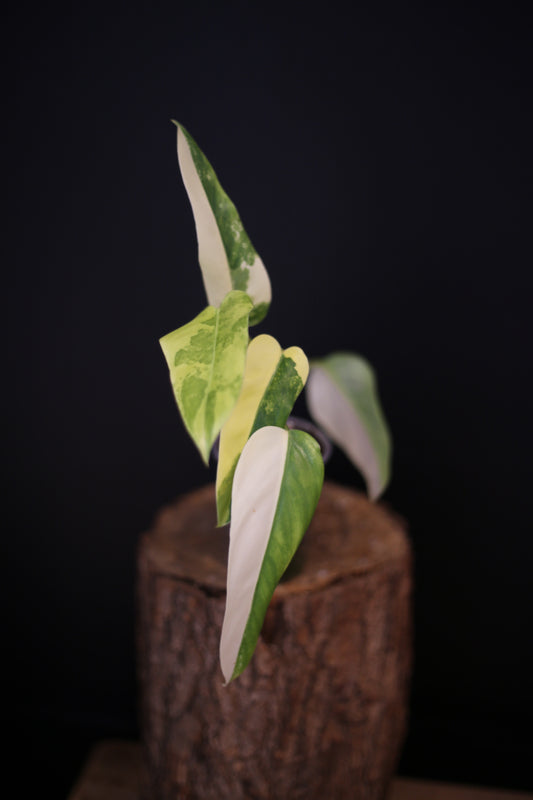 Philodendron Domesticum Variegated - Half Moon Leaf - Rooted Established Plant - Rare Aroid UK