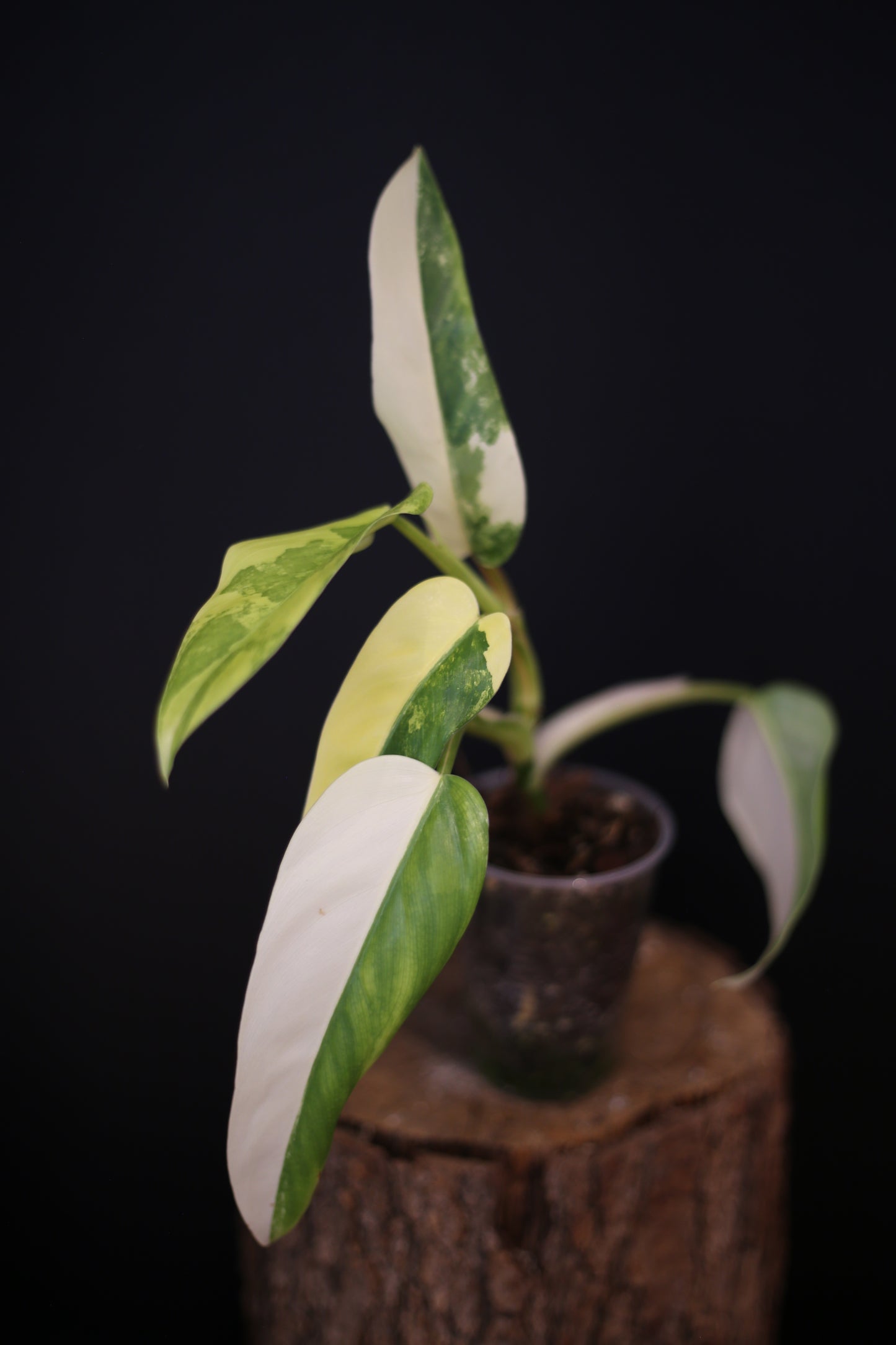 Philodendron Domesticum Variegated - Half Moon Leaf - Rooted Established Plant - Rare Aroid UK