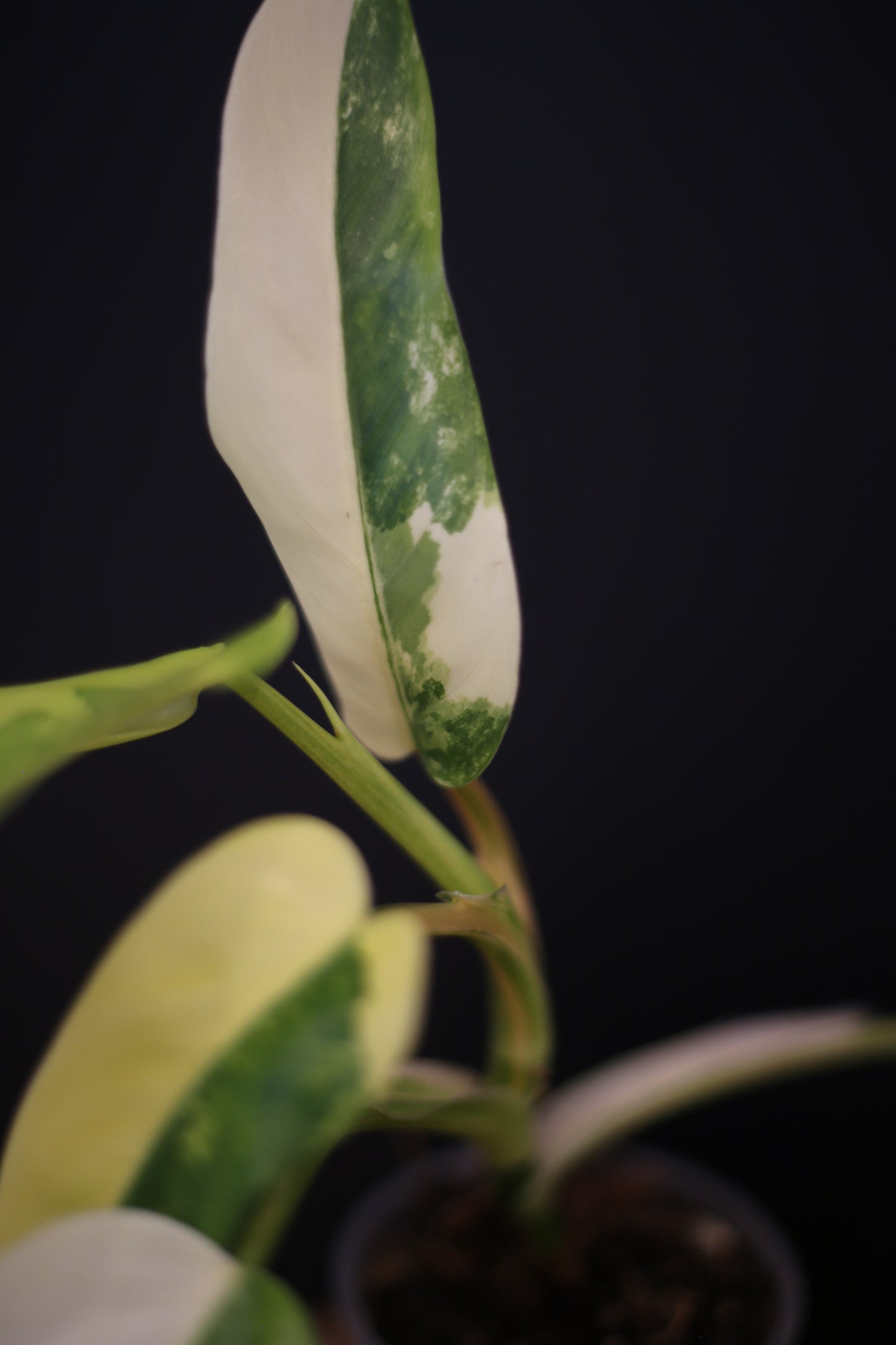 Philodendron Domesticum Variegated - Half Moon Leaf - Rooted Established Plant - Rare Aroid UK