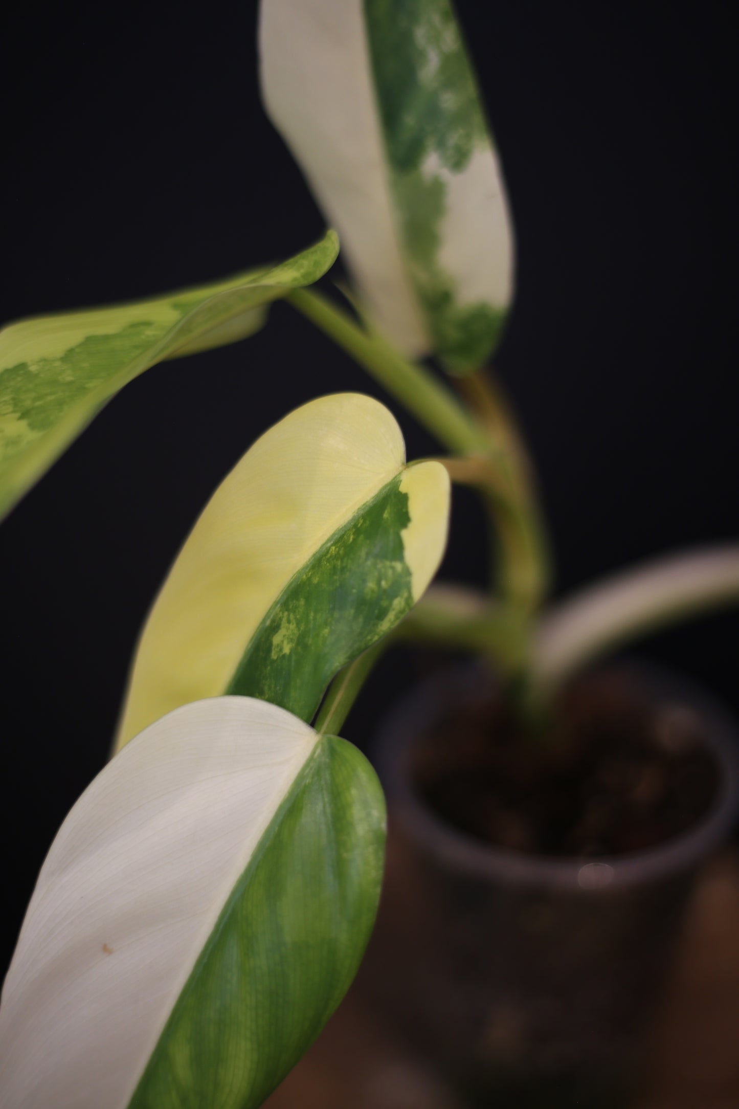 Philodendron Domesticum Variegated - Half Moon Leaf - Rooted Established Plant - Rare Aroid UK