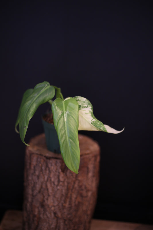 Philodendron Domesticum Variegated - Cream Variegation - Rooted Established Plant - Rare Aroid UK