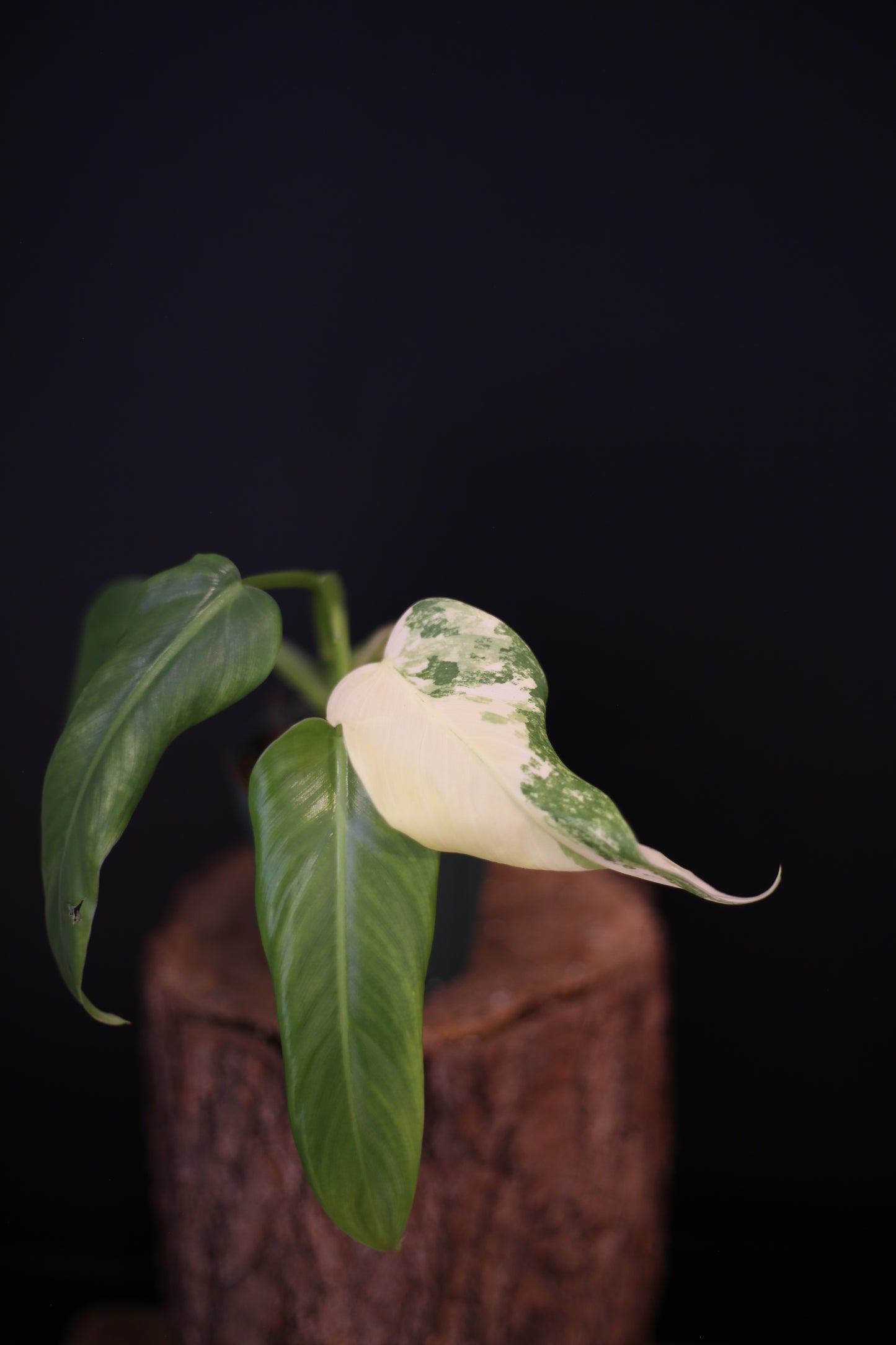 Philodendron Domesticum Variegated - Cream Variegation - Rooted Established Plant - Rare Aroid UK