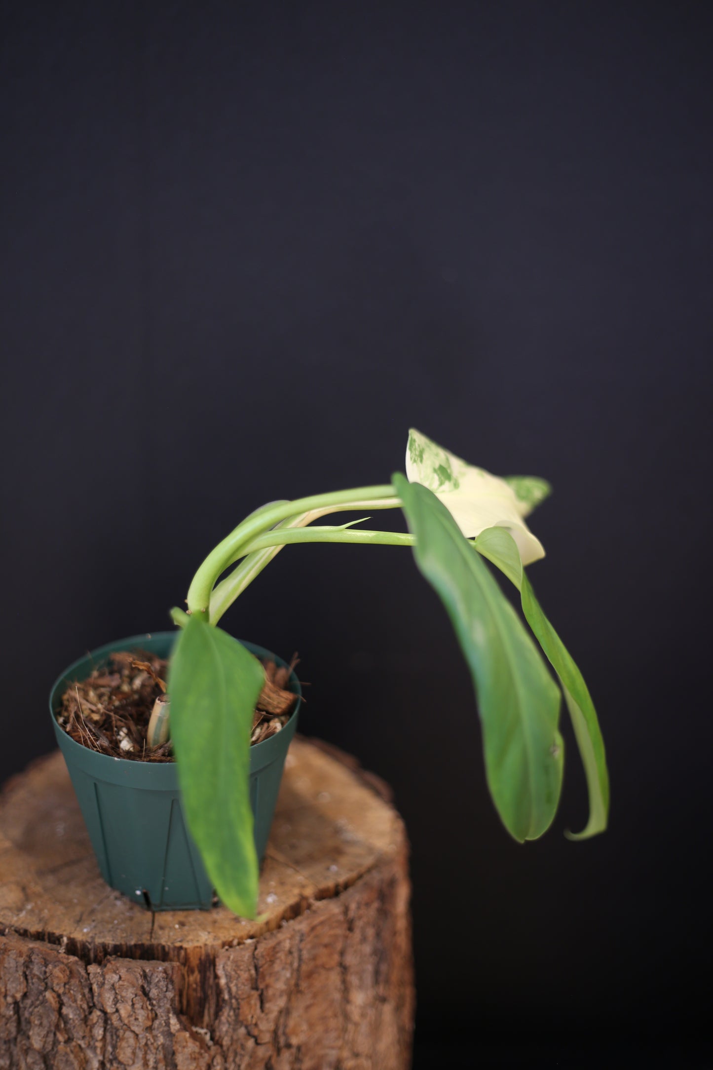 Philodendron Domesticum Variegated - Cream Variegation - Rooted Established Plant - Rare Aroid UK