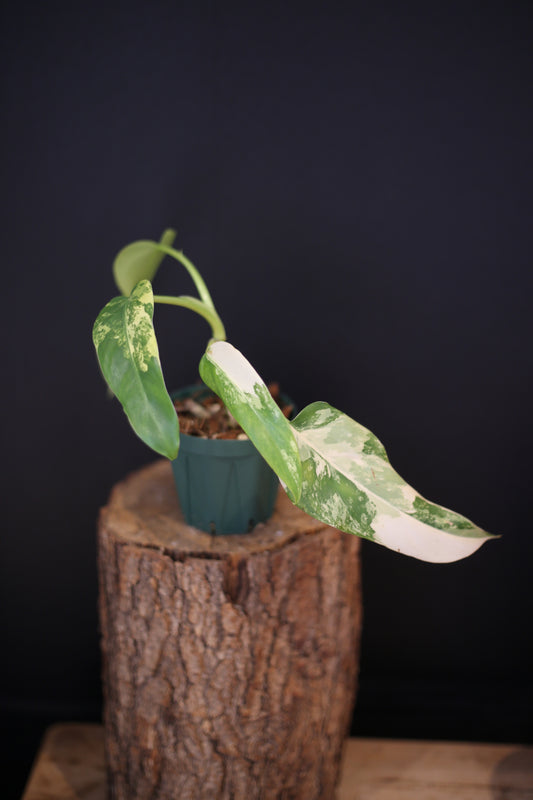 Philodendron Domesticum Variegated - Heavy White Variegation - New Leaf Unfurling - Rooted Plant UK