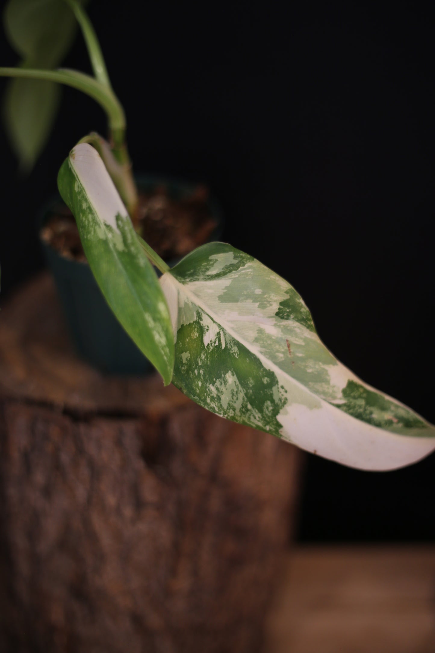 Philodendron Domesticum Variegated - Heavy White Variegation - New Leaf Unfurling - Rooted Plant UK