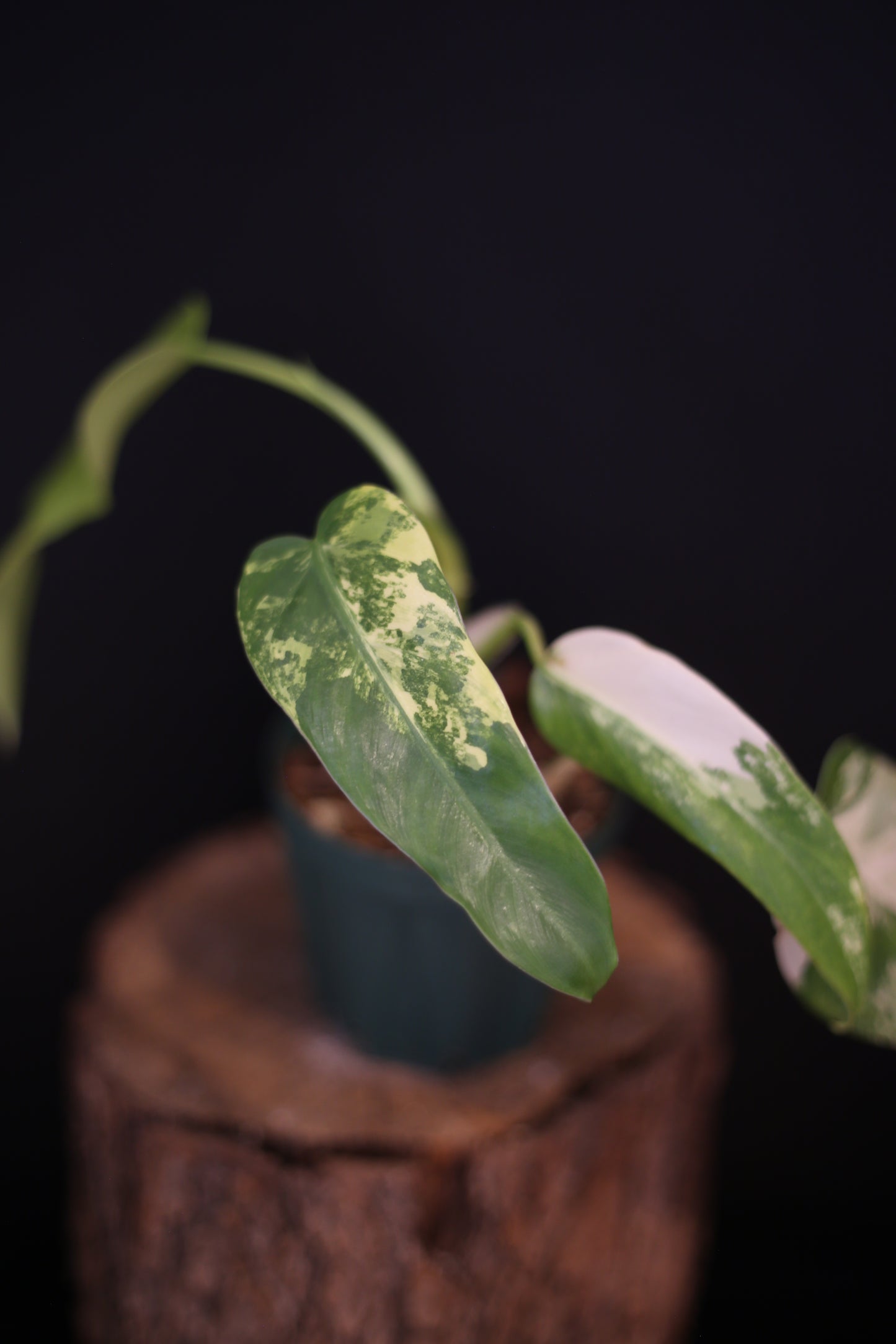 Philodendron Domesticum Variegated - Heavy White Variegation - New Leaf Unfurling - Rooted Plant UK