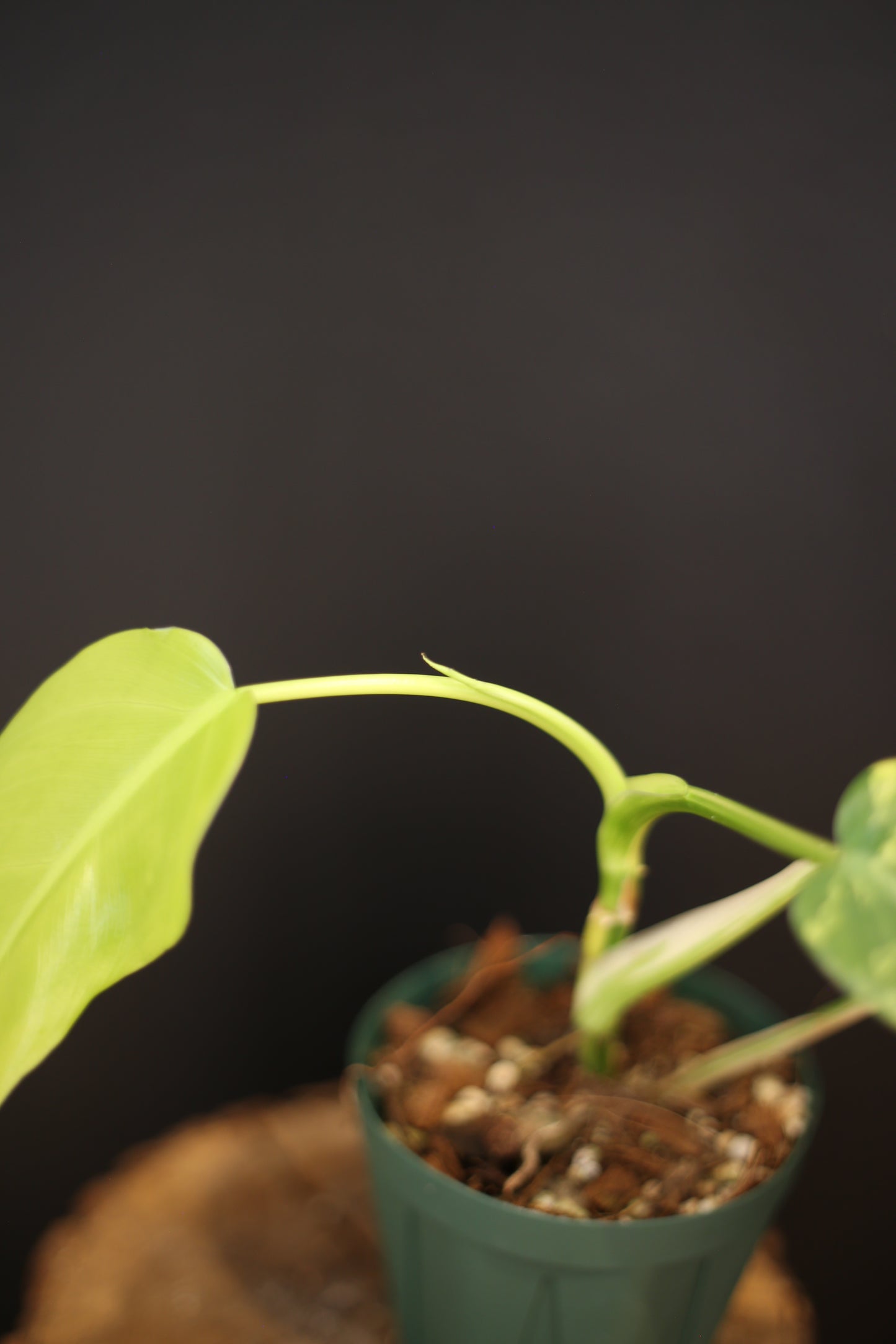 Philodendron Domesticum Variegated - Heavy White Variegation - New Leaf Unfurling - Rooted Plant UK