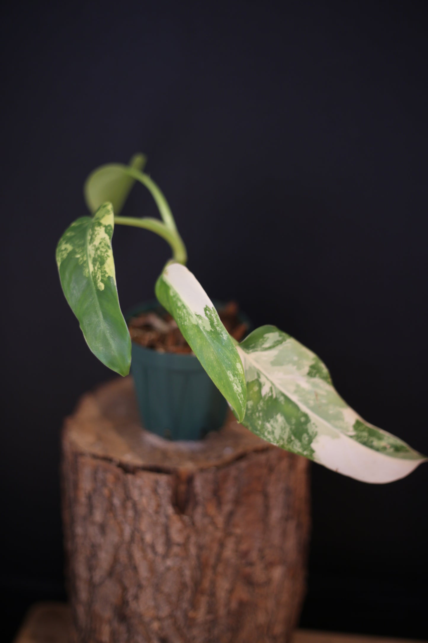 Philodendron Domesticum Variegated - Heavy White Variegation - New Leaf Unfurling - Rooted Plant UK