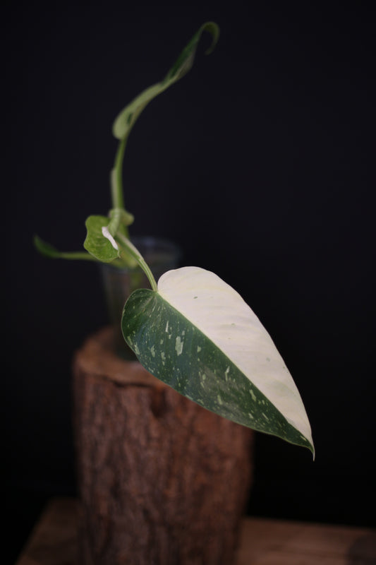 Growing - Philodendron Jose Buono Variegata - Heavily Variegated - New Bud Emerging - Rooted Plant UK