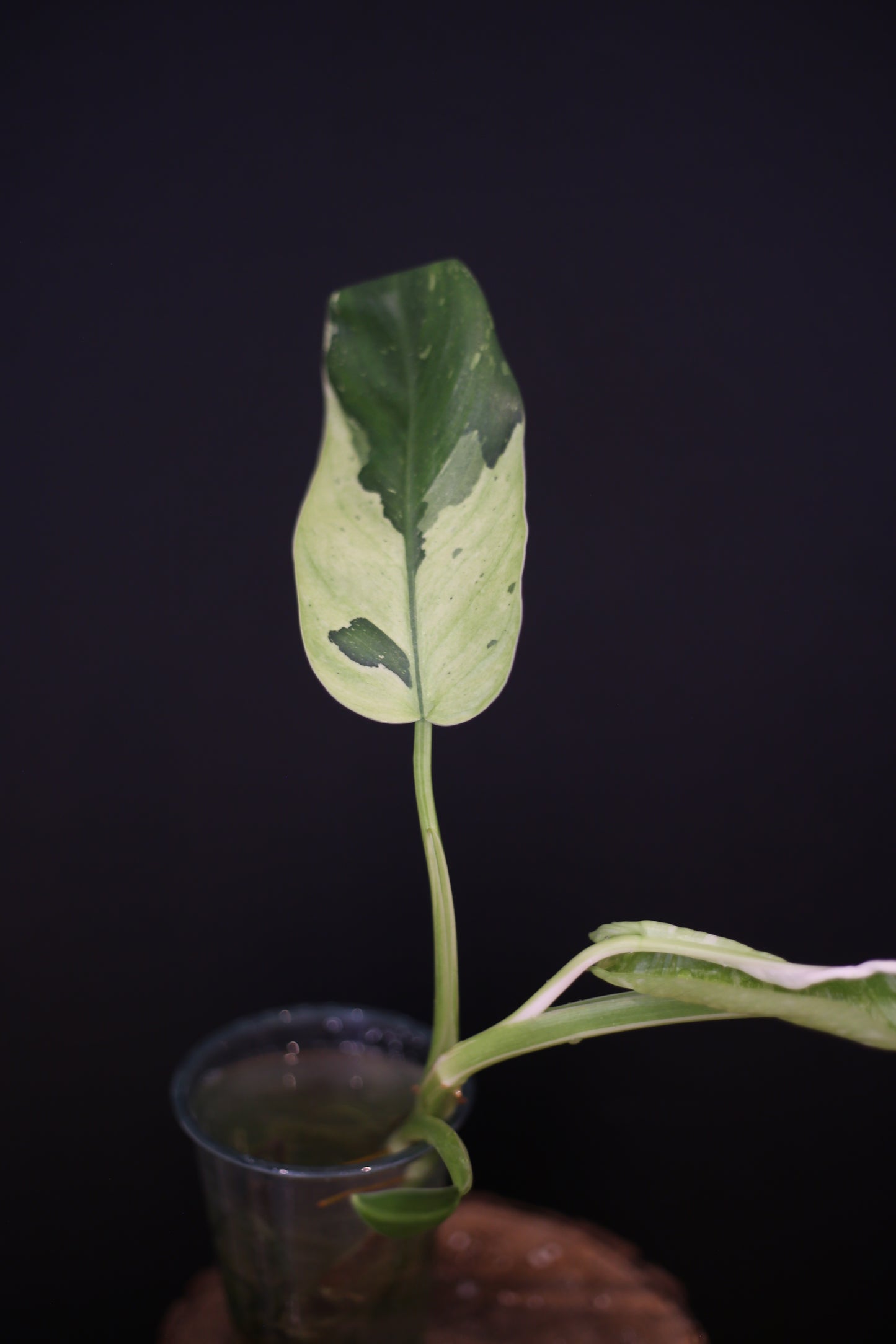 Growing - Philodendron Jose Buono Variegata - Heavily Variegated - New Bud Emerging - Rooted Plant UK