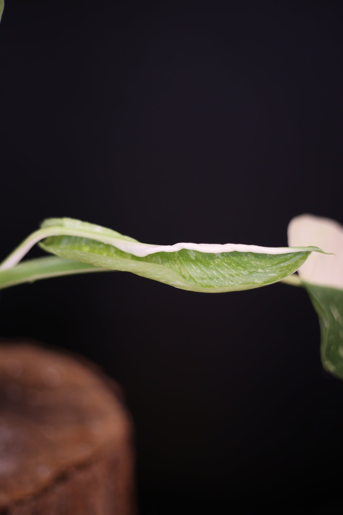 Growing - Philodendron Jose Buono Variegata - Heavily Variegated - New Bud Emerging - Rooted Plant UK