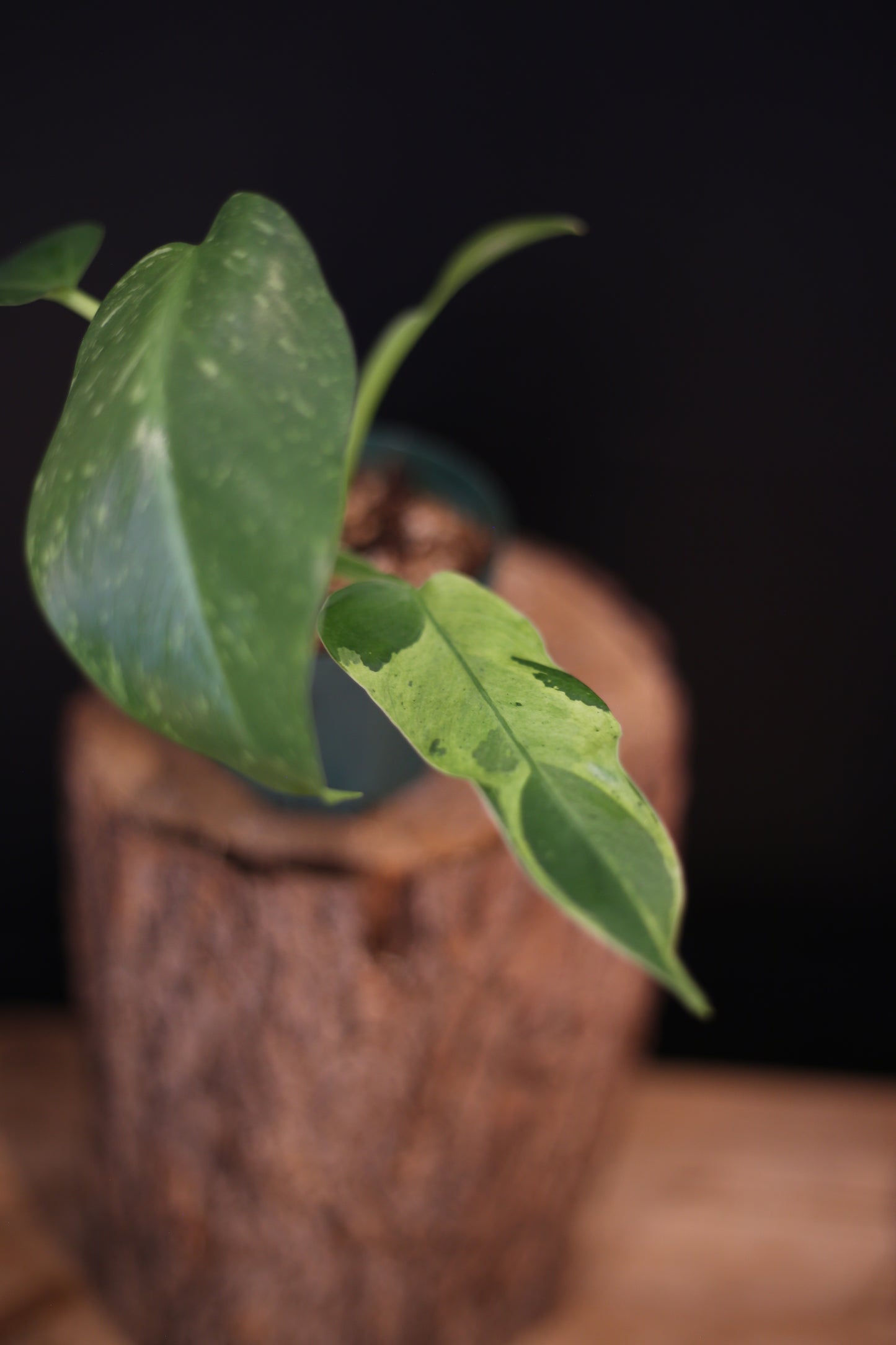 Growing - Philodendron Jose Buono Variegata - Cream Variegation - New Leaves Emerging - Rooted Plant UK