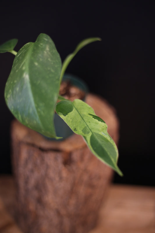 Growing - Philodendron Jose Buono Variegata - Cream Variegation - New Leaves Emerging - Rooted Plant UK