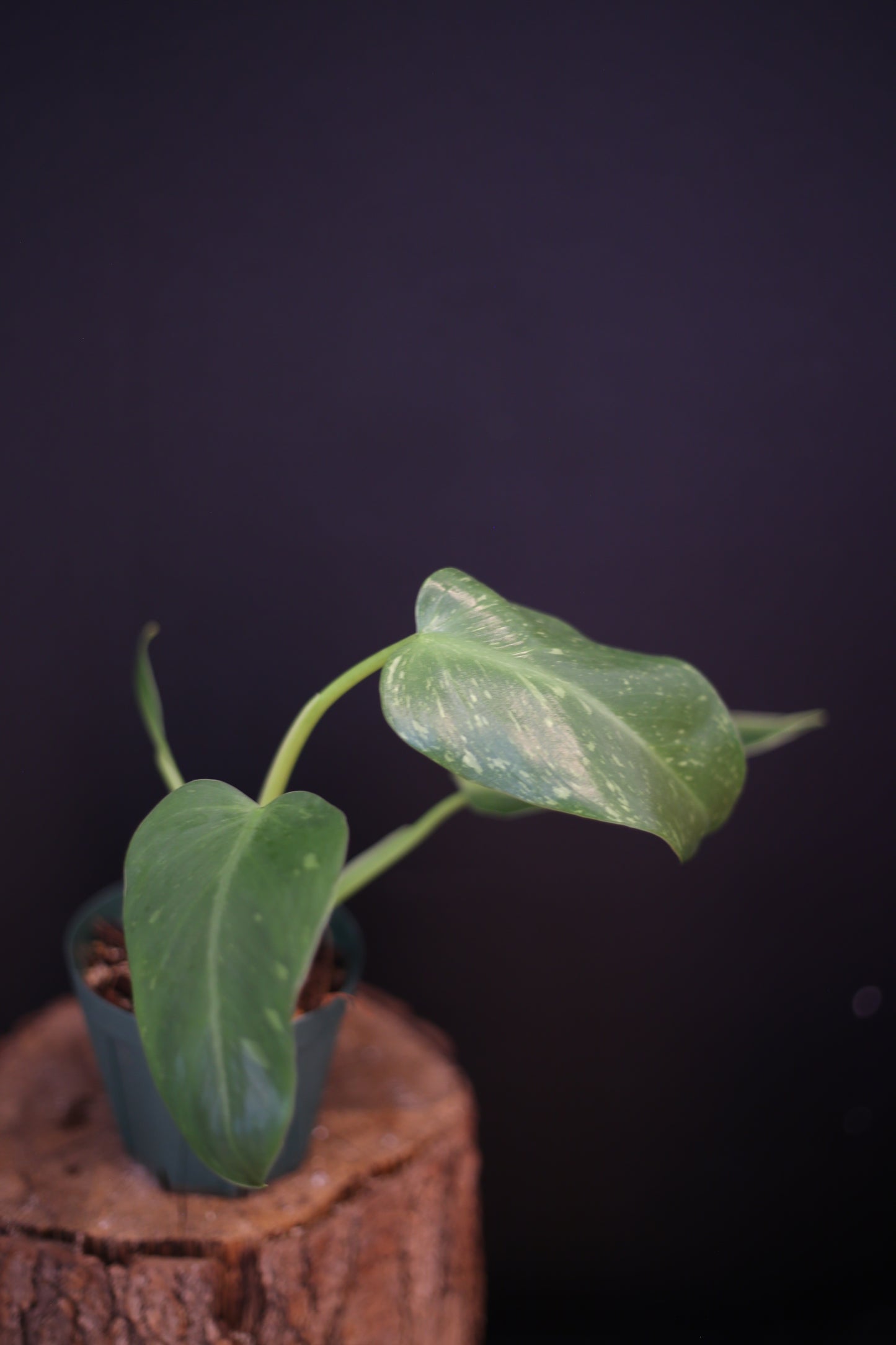 Growing - Philodendron Jose Buono Variegata - Cream Variegation - New Leaves Emerging - Rooted Plant UK