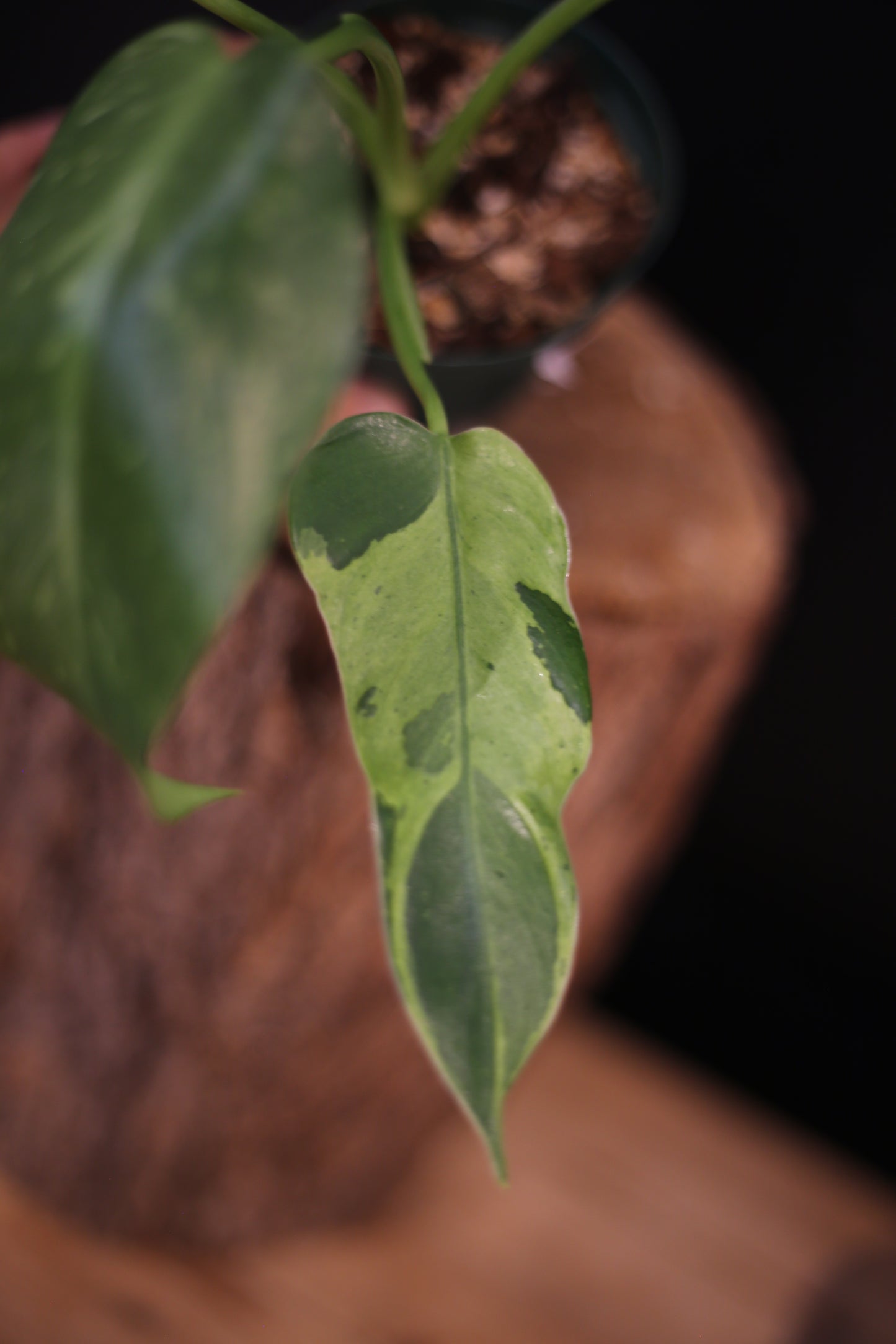 Growing - Philodendron Jose Buono Variegata - Cream Variegation - New Leaves Emerging - Rooted Plant UK