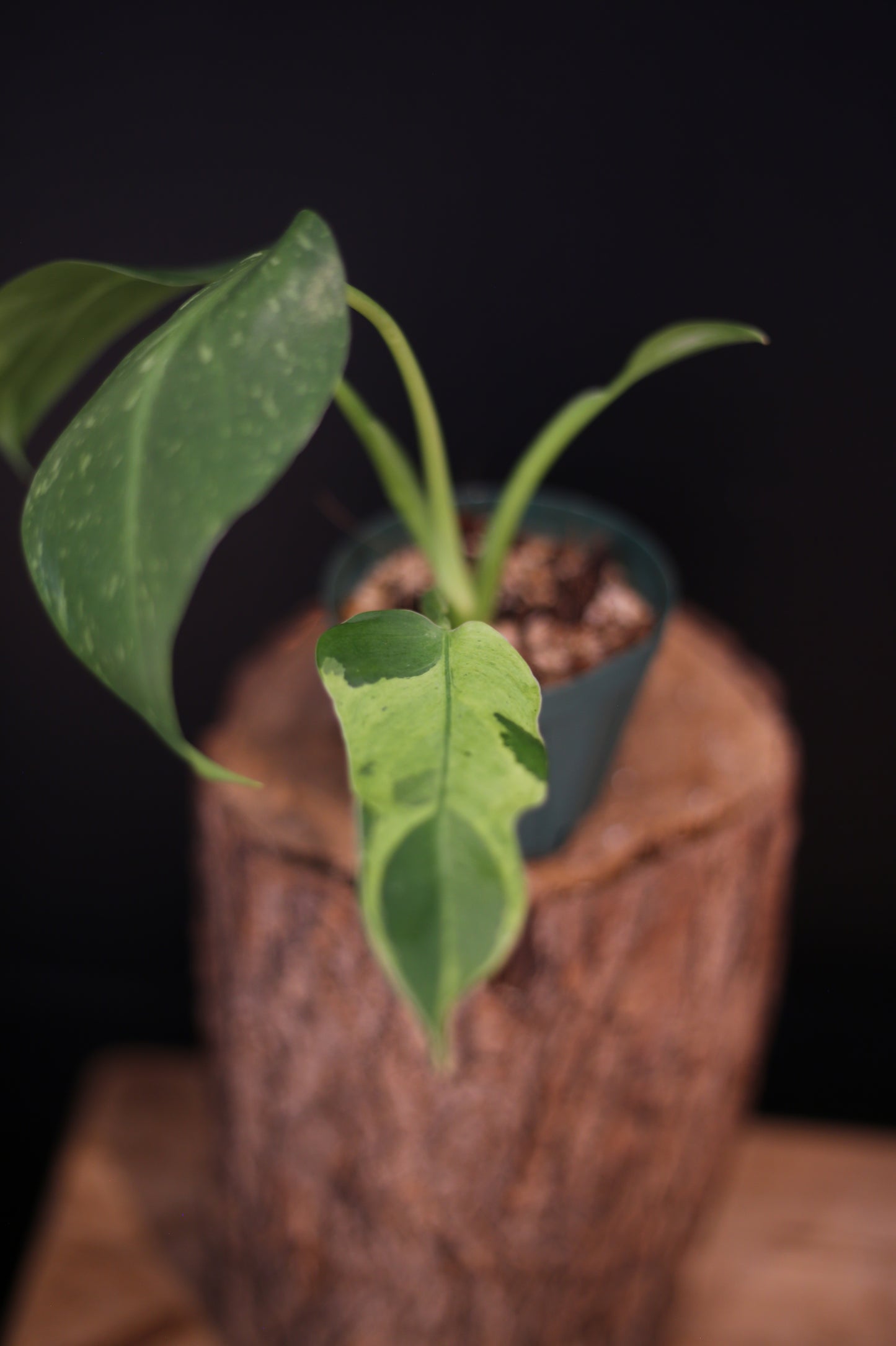Growing - Philodendron Jose Buono Variegata - Cream Variegation - New Leaves Emerging - Rooted Plant UK
