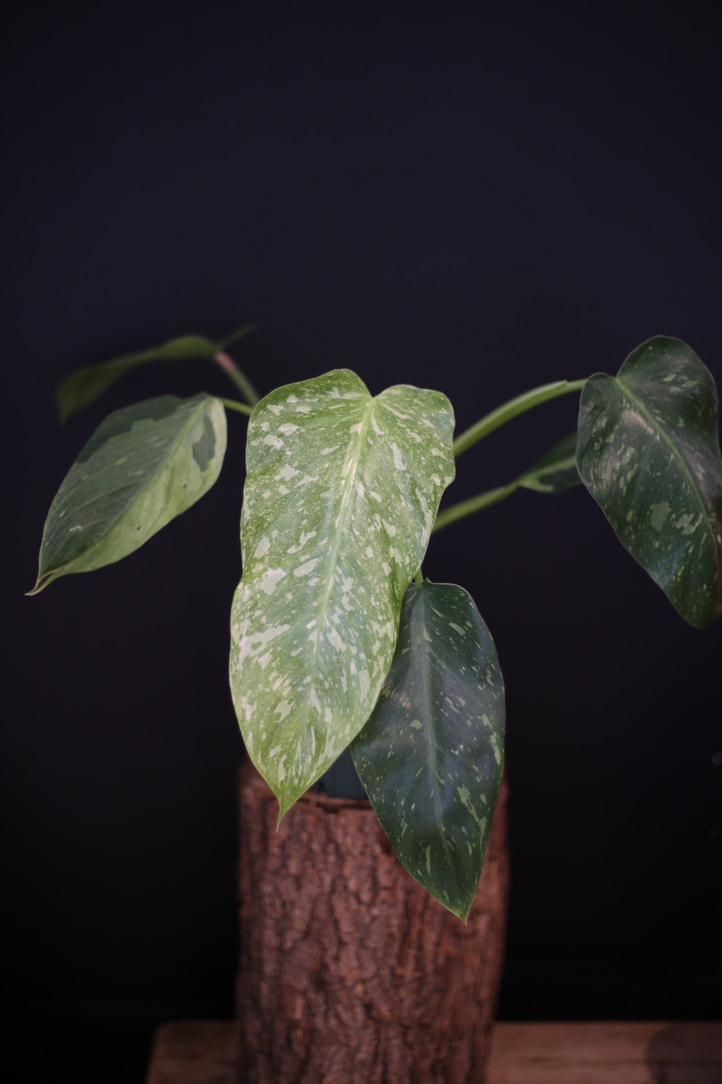 Growing - Philodendron Jose Buono Variegata - Heavy Cream Variegation - Multiple Leaves - Rooted Plant UK
