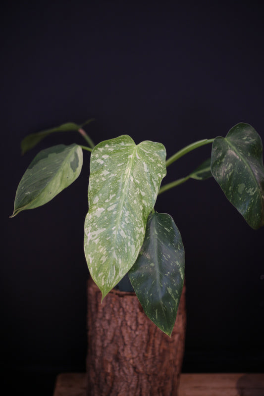 Growing - Philodendron Jose Buono Variegata - Heavy Cream Variegation - Multiple Leaves - Rooted Plant UK