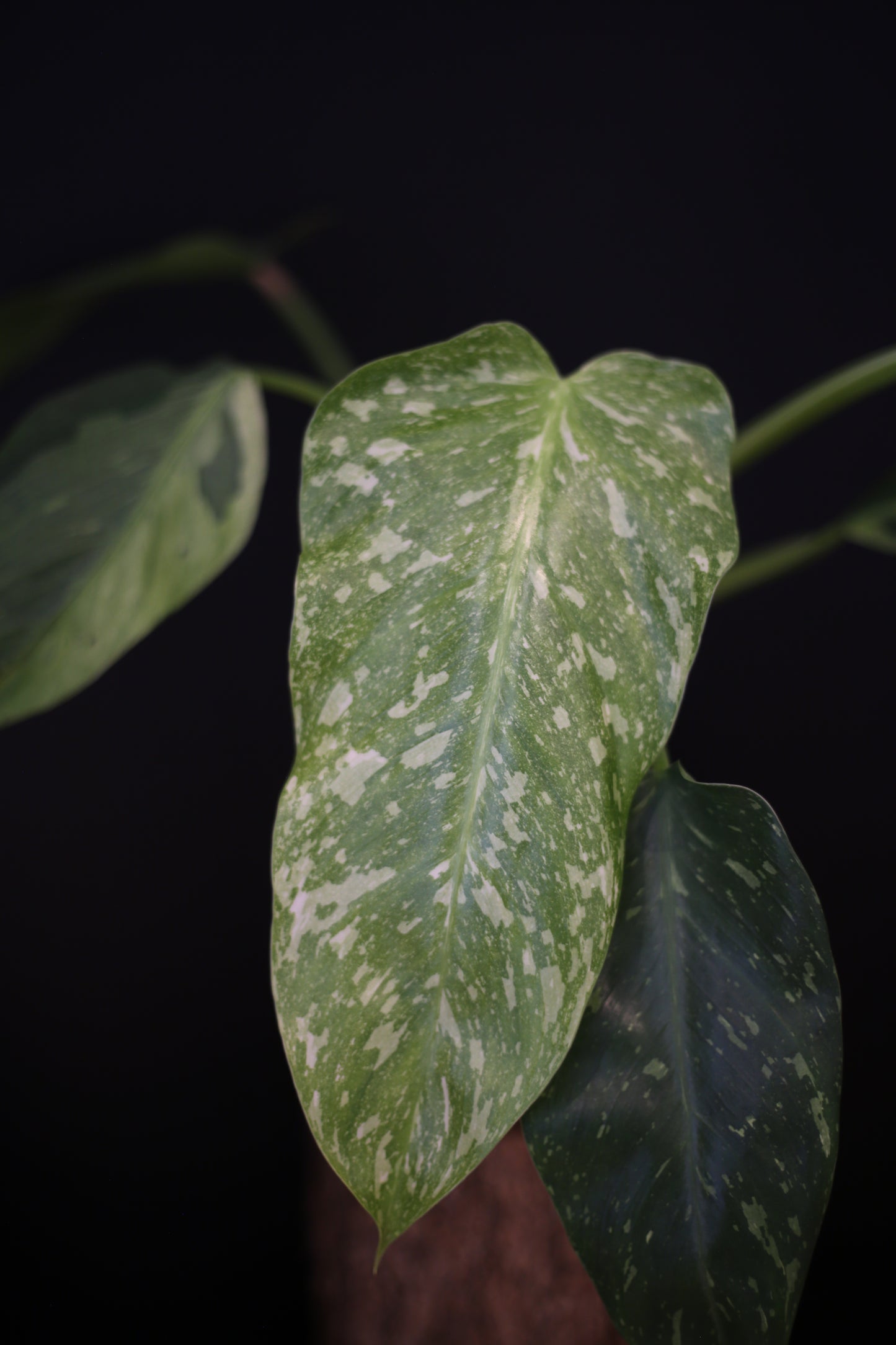 Growing - Philodendron Jose Buono Variegata - Heavy Cream Variegation - Multiple Leaves - Rooted Plant UK