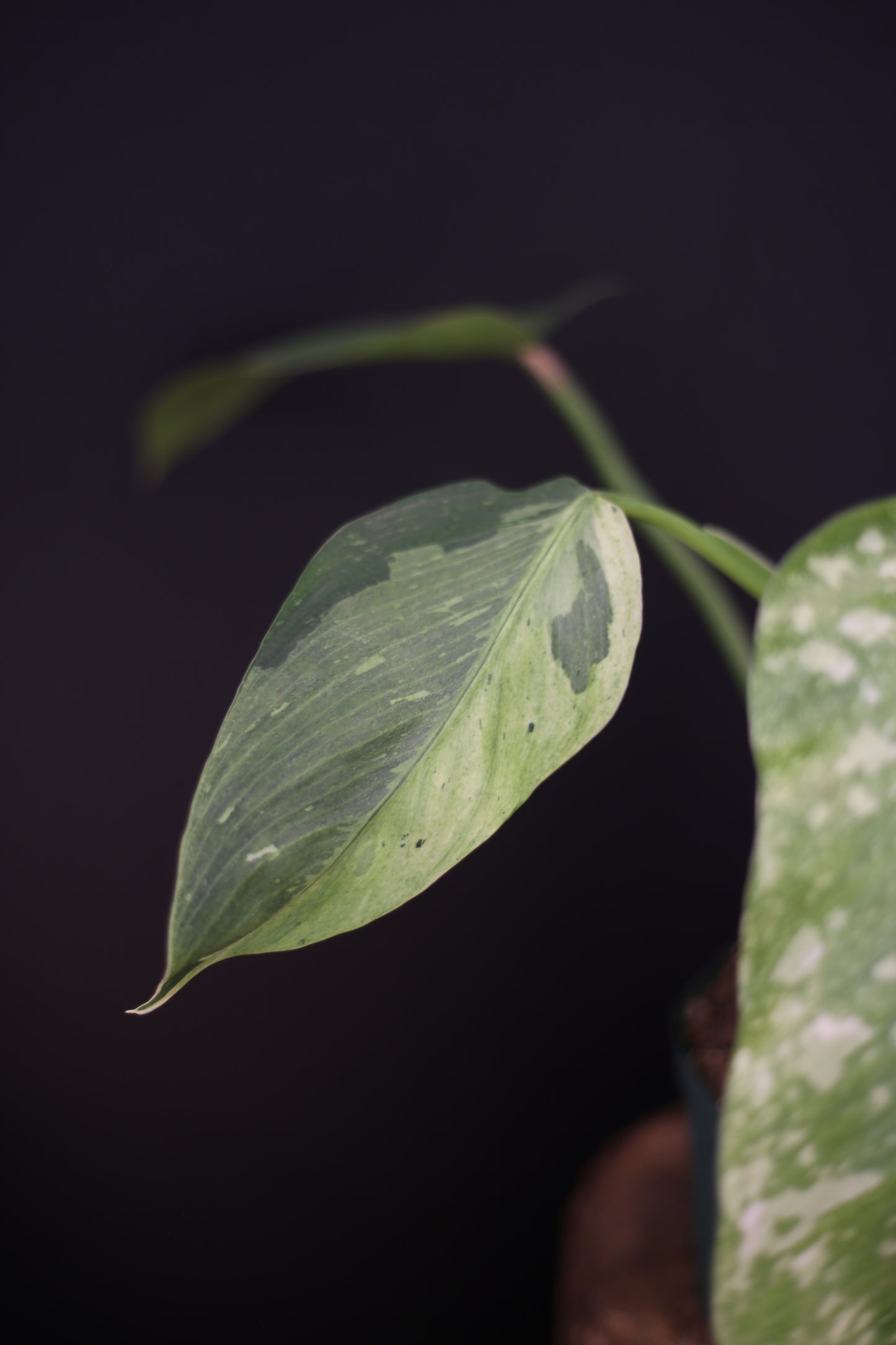 Growing - Philodendron Jose Buono Variegata - Heavy Cream Variegation - Multiple Leaves - Rooted Plant UK