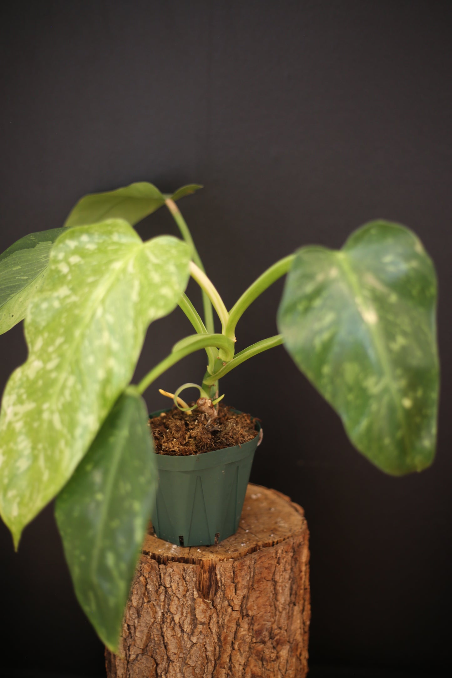 Growing - Philodendron Jose Buono Variegata - Heavy Cream Variegation - Multiple Leaves - Rooted Plant UK