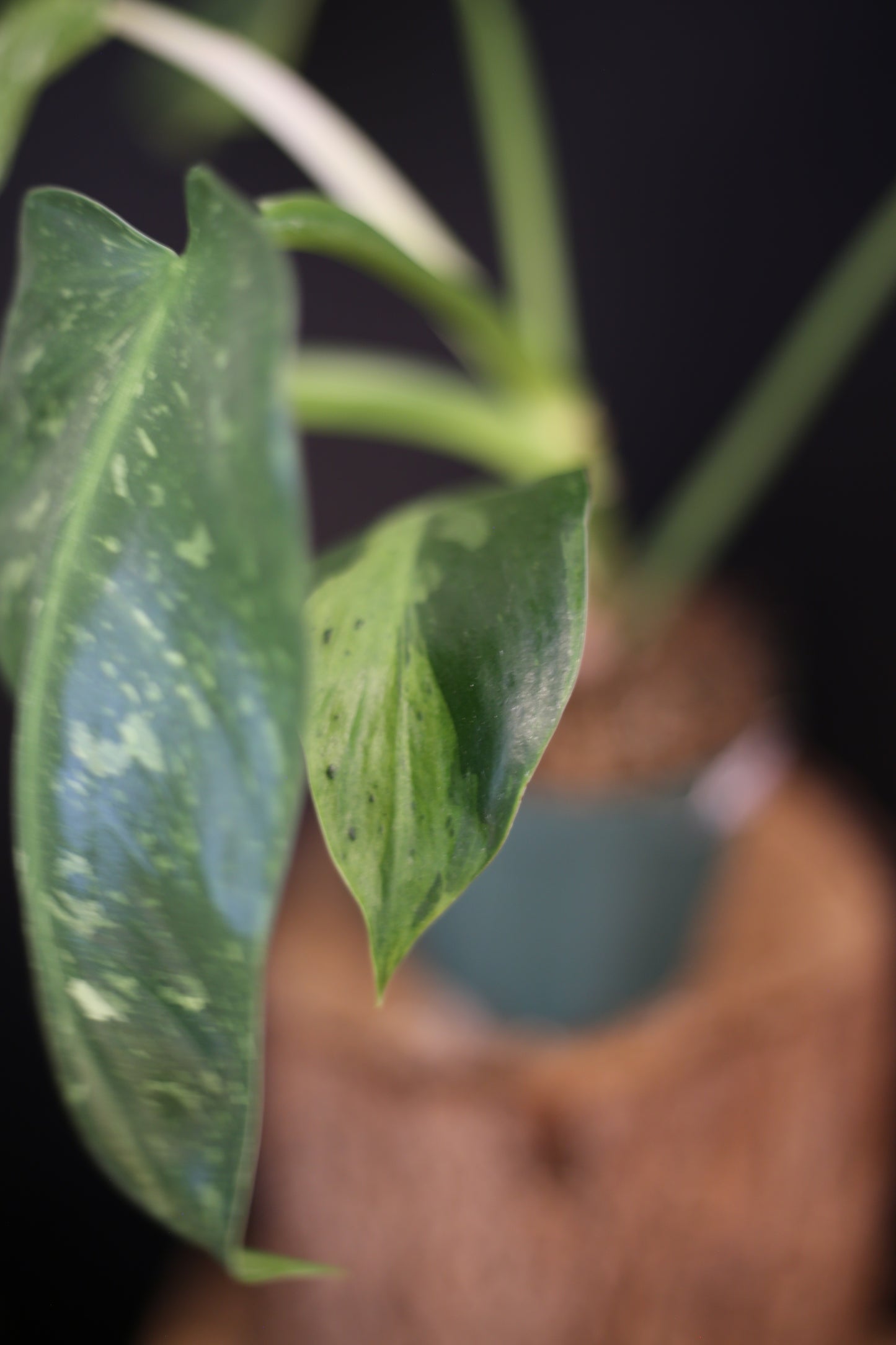 Growing - Philodendron Jose Buono Variegata - Heavy Cream Variegation - Multiple Leaves - Rooted Plant UK